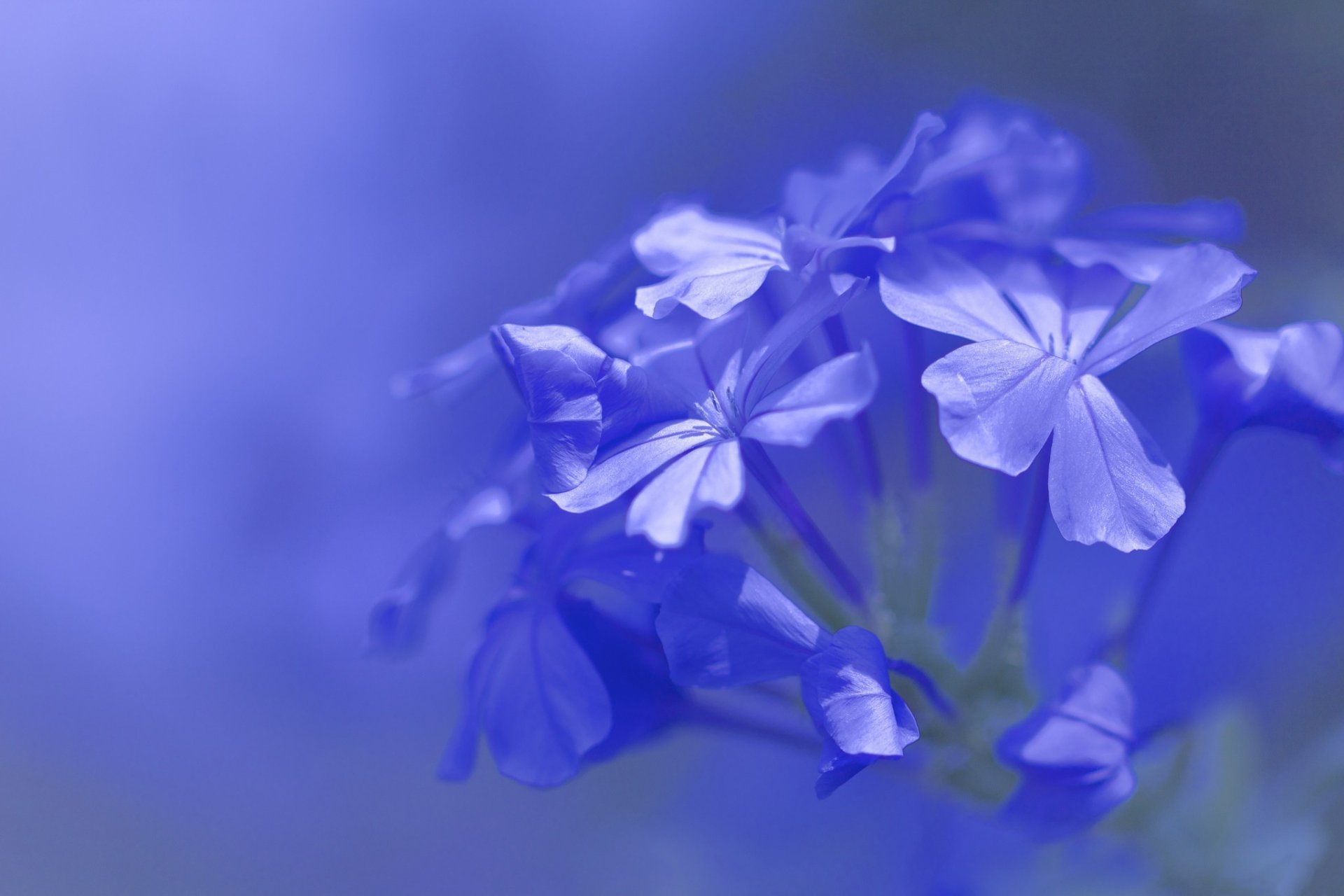 petals blue purple flower