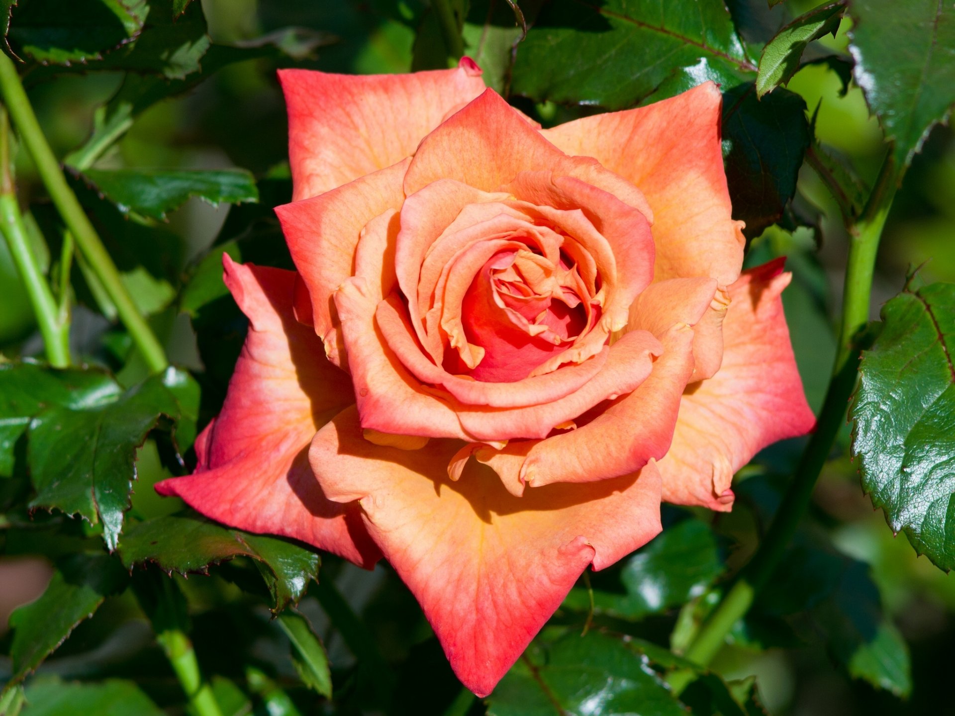 rosa bocciolo macro