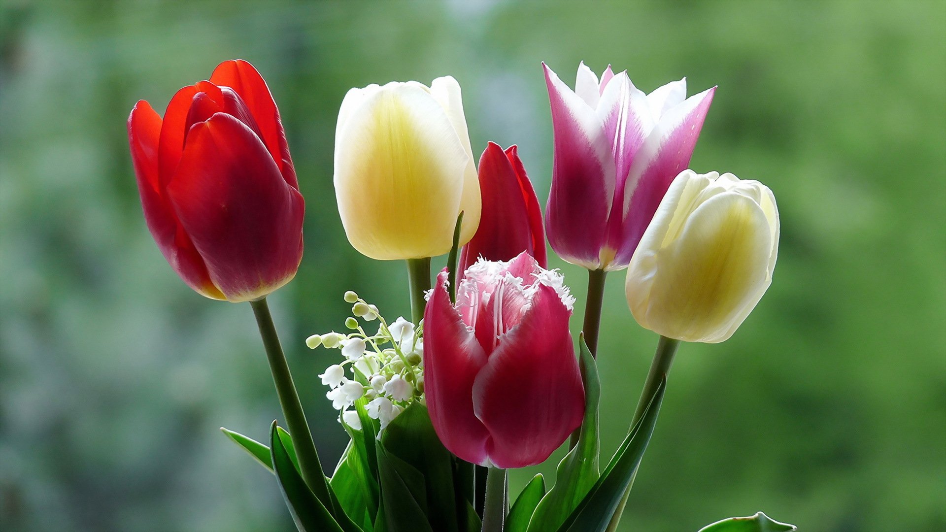 flower nature close up tulip