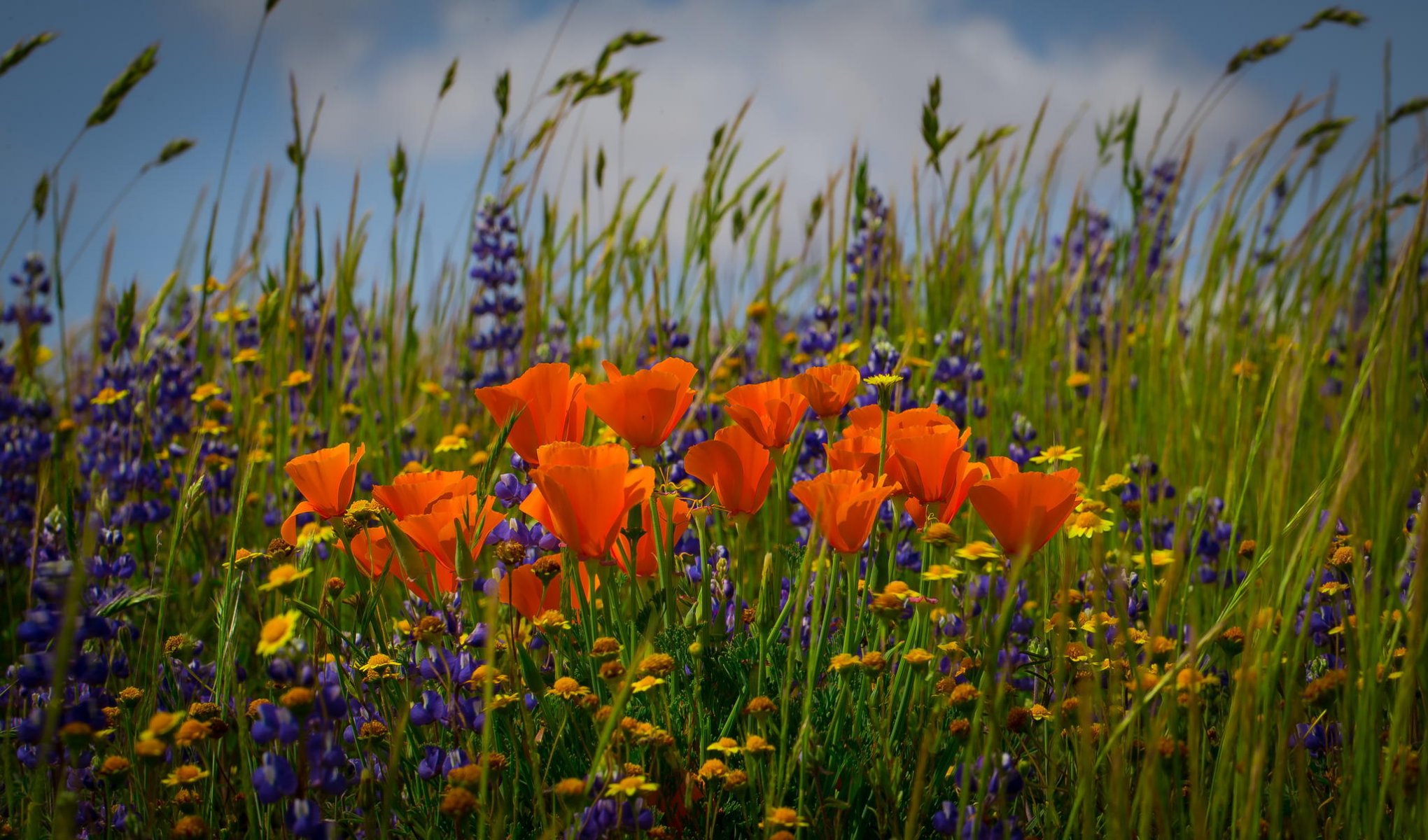 blumen kalifornische estolcia gänseblümchen ährchen feld