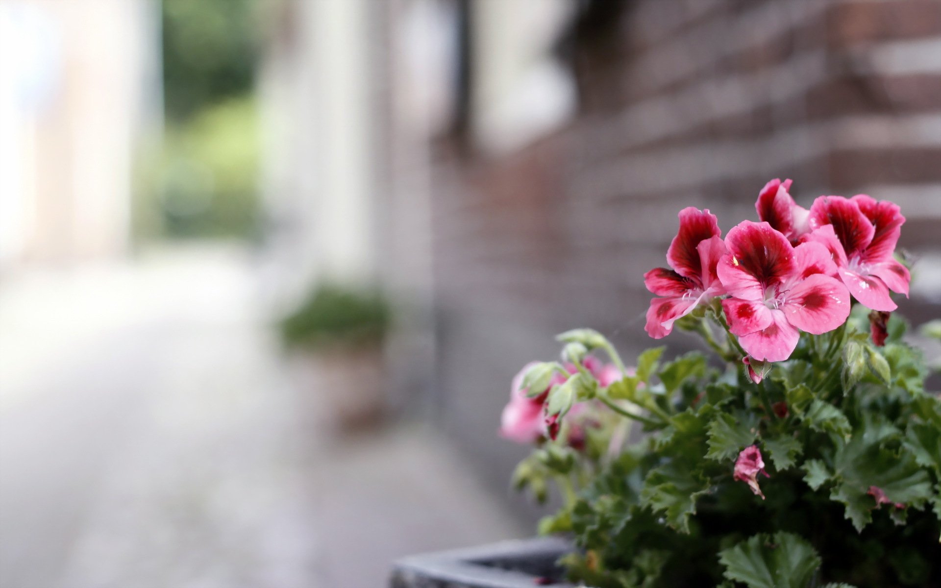 fleurs rue fond