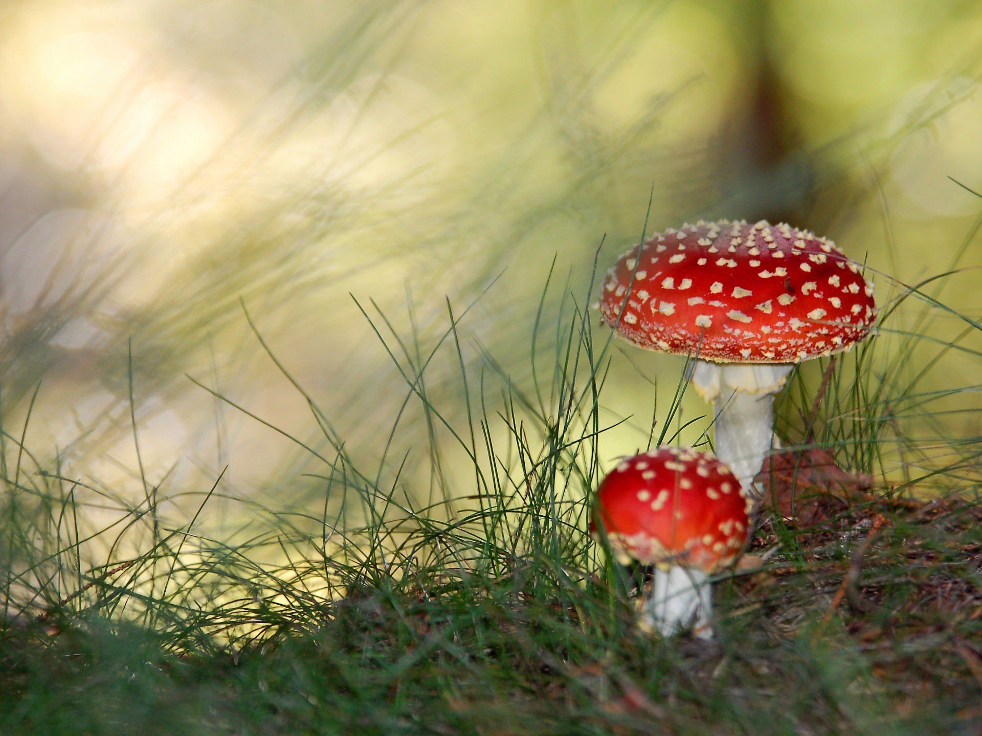 champignons paganques poison verdure herbe