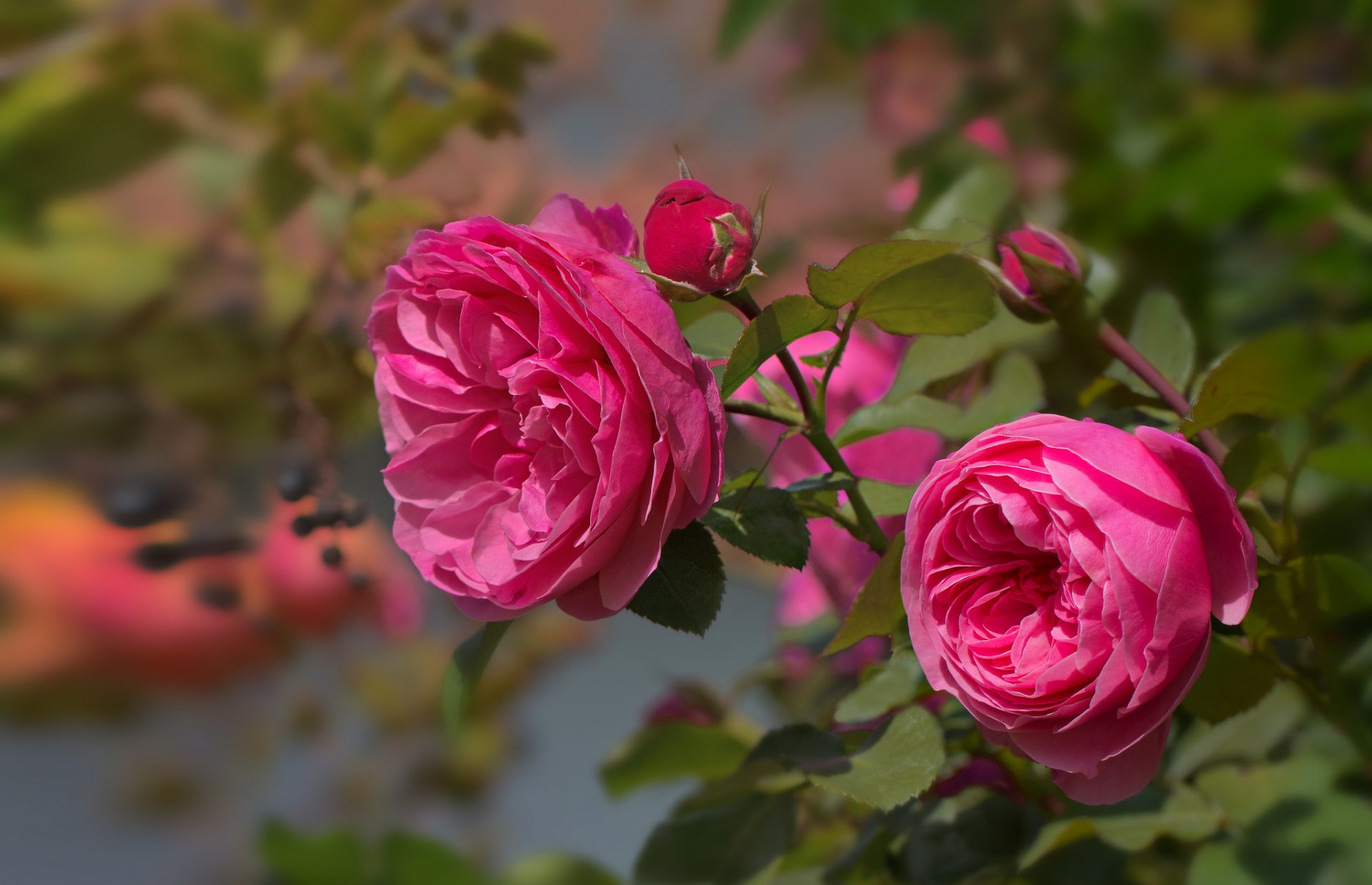 rose pink buds petals branch leaves bloom