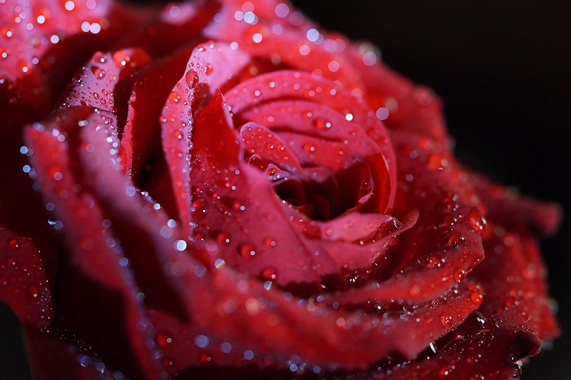 rose flower red petals drops shine close up