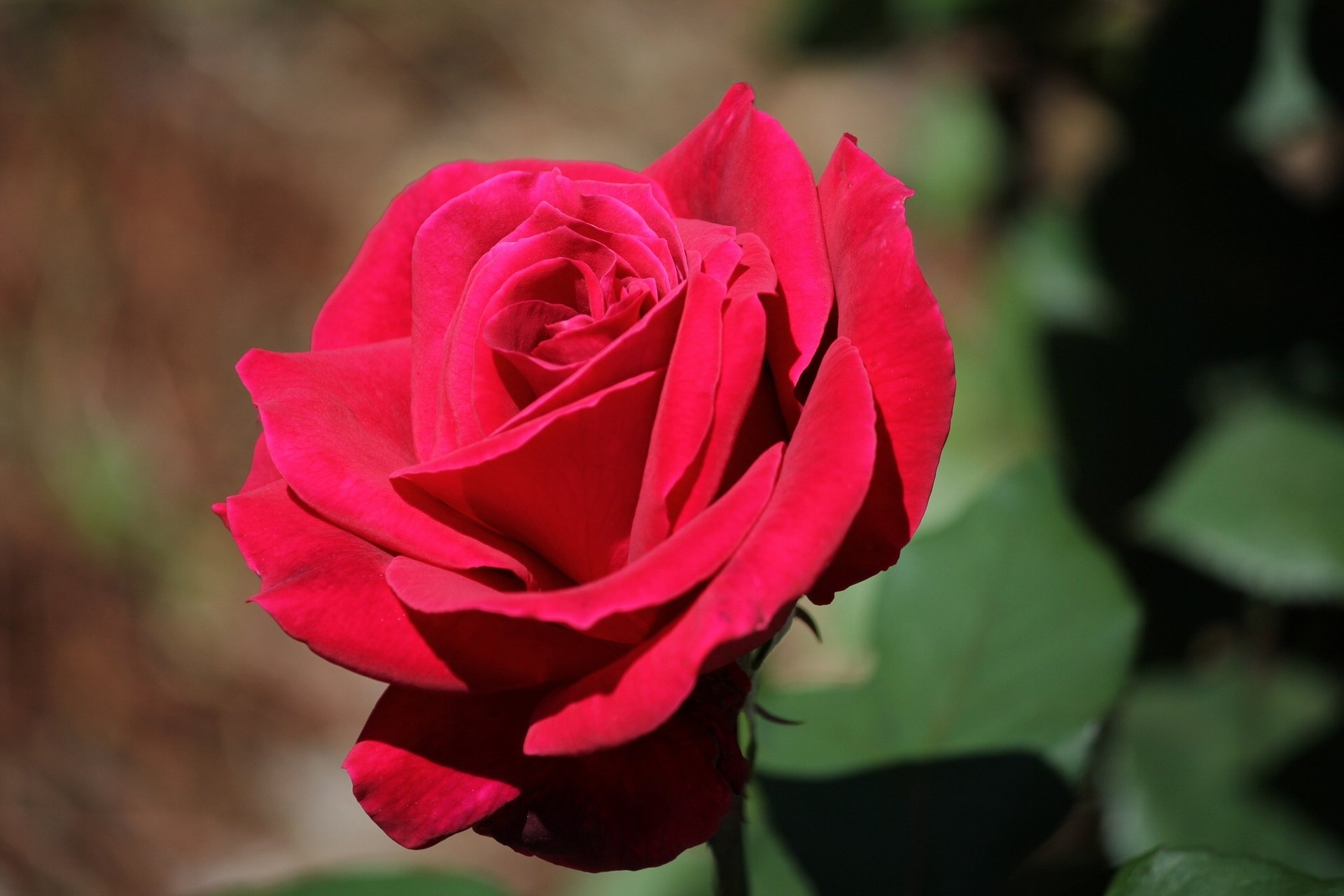 Бутон красной розы