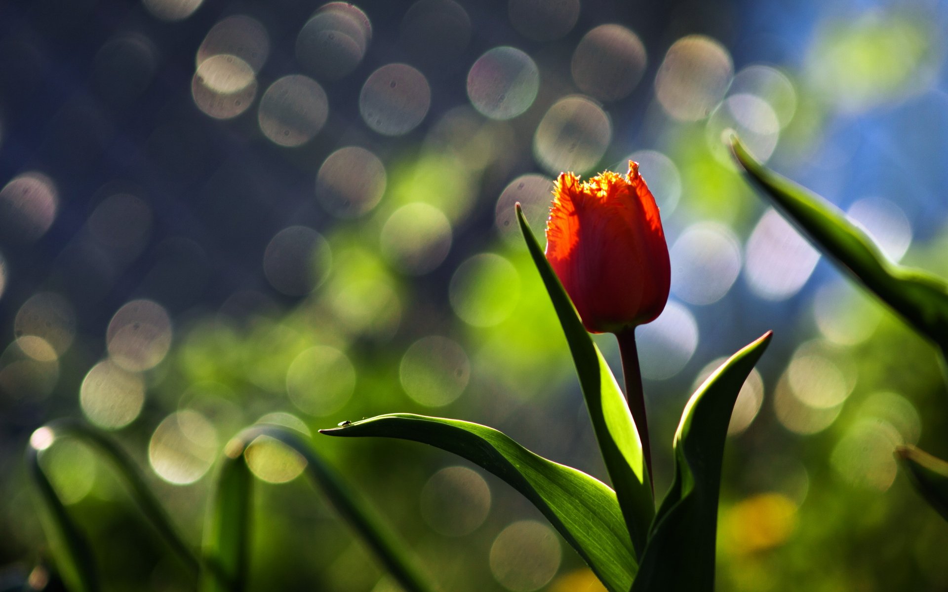 fleur tulipe macro fond