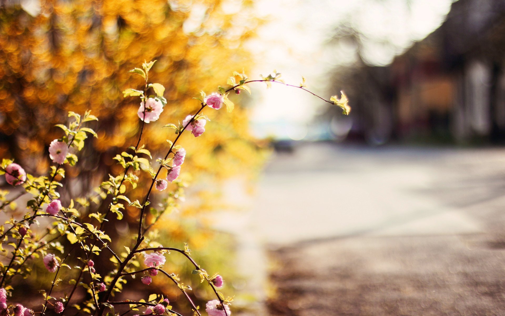 blumen blumen blumen. blume grün pflanzen baum bäume blätter unschärfe straße hintergrund tapete widescreen vollbild widescreen