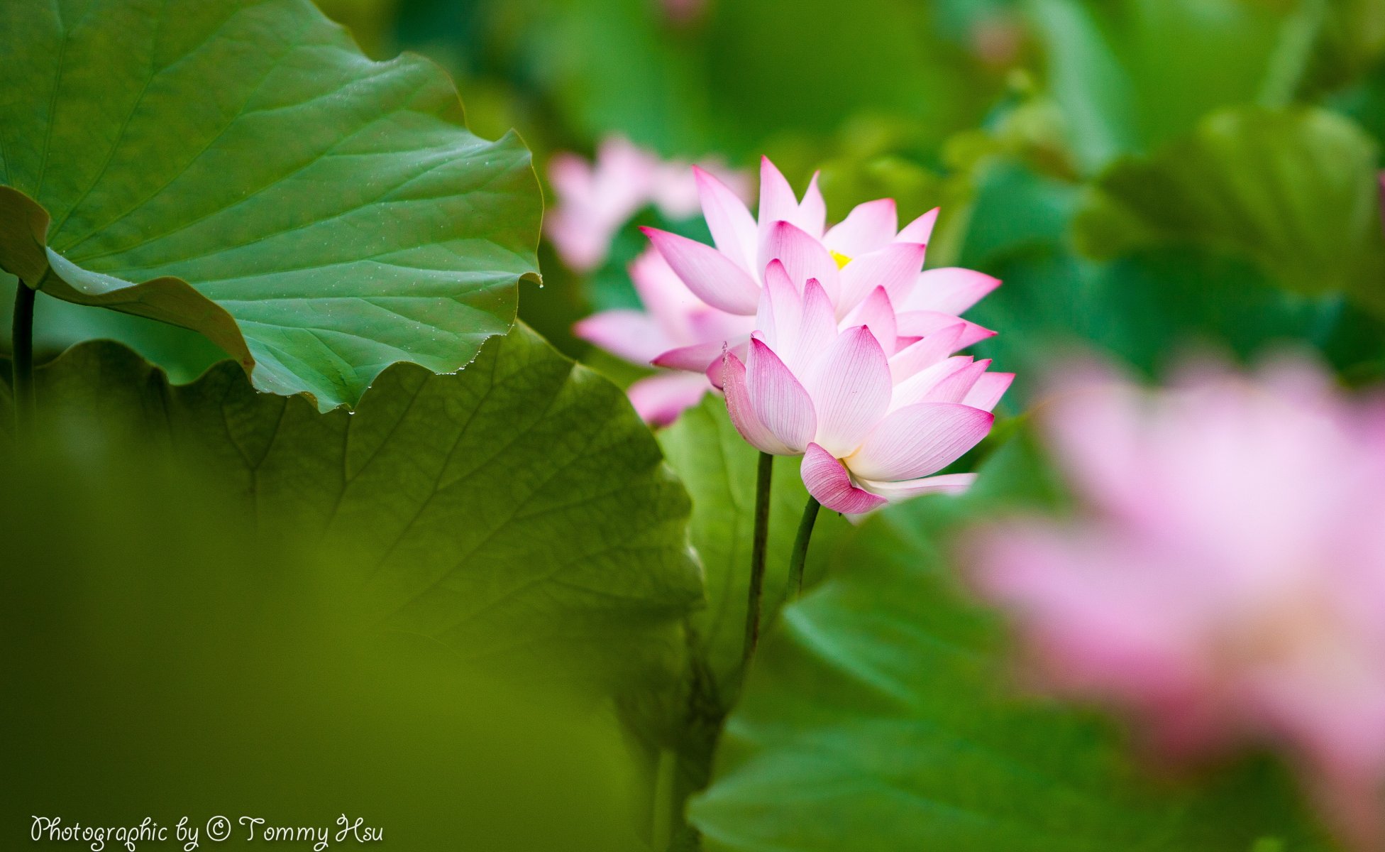 tommy hsu feuilles fleurs lotus rose