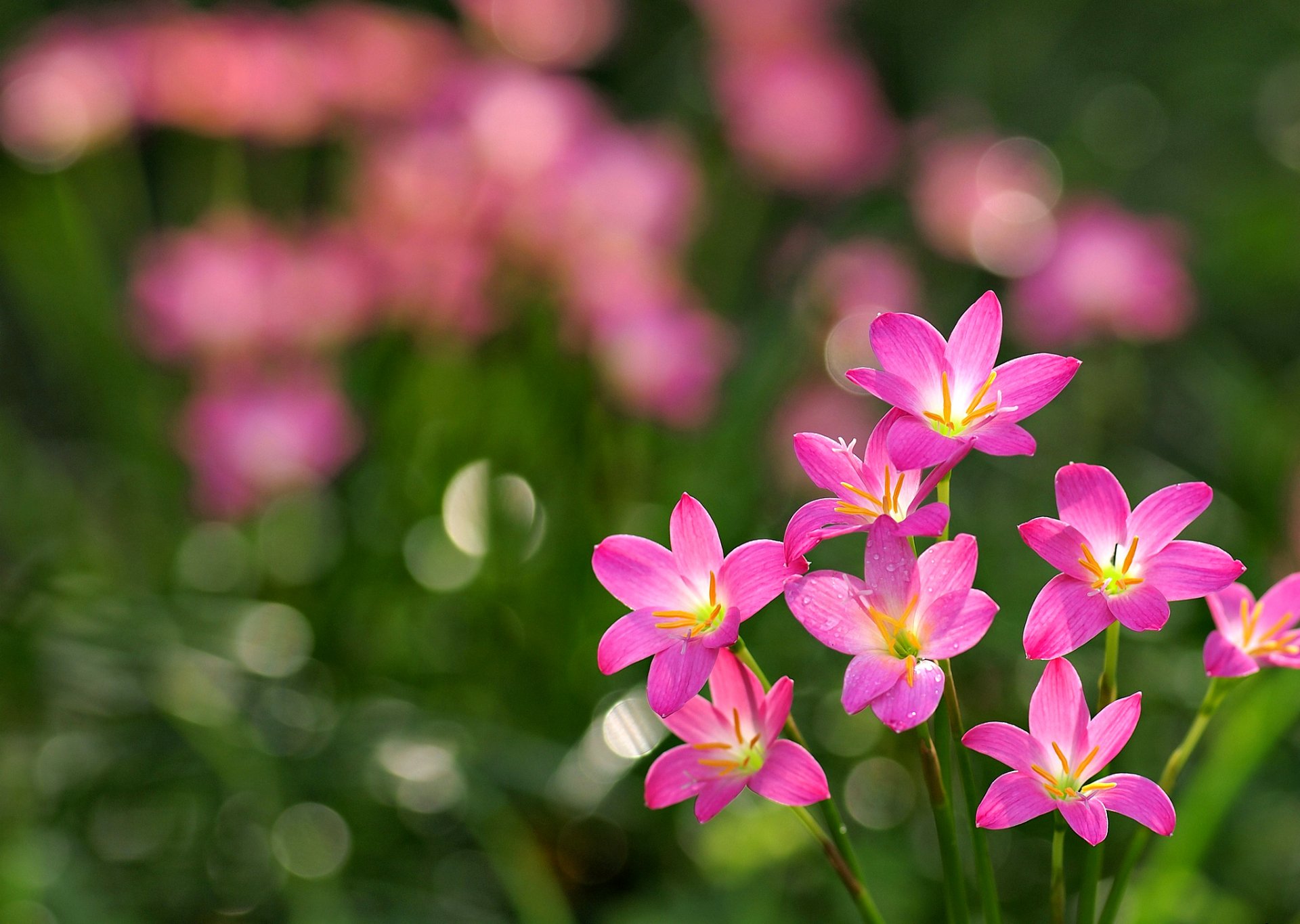 kwiaty trawa bokeh płatki różowe kwiaty