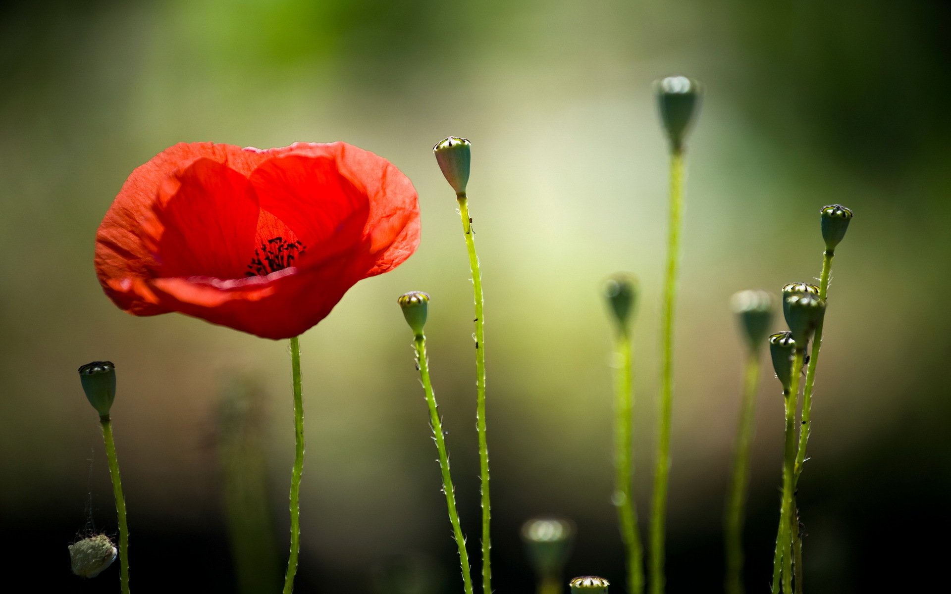 coquelicot nature gros plan