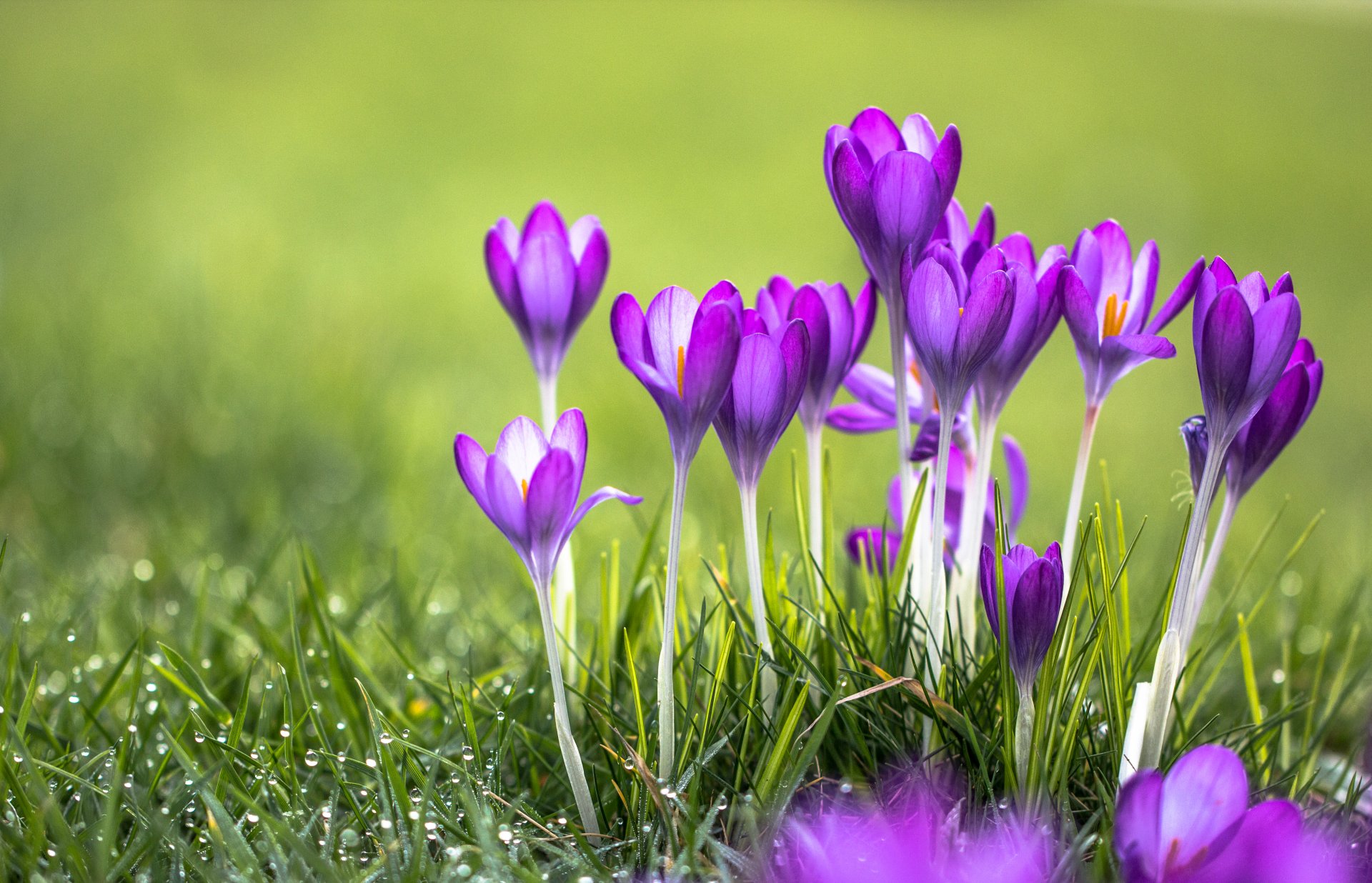 erba fiori viola crochi rugiada