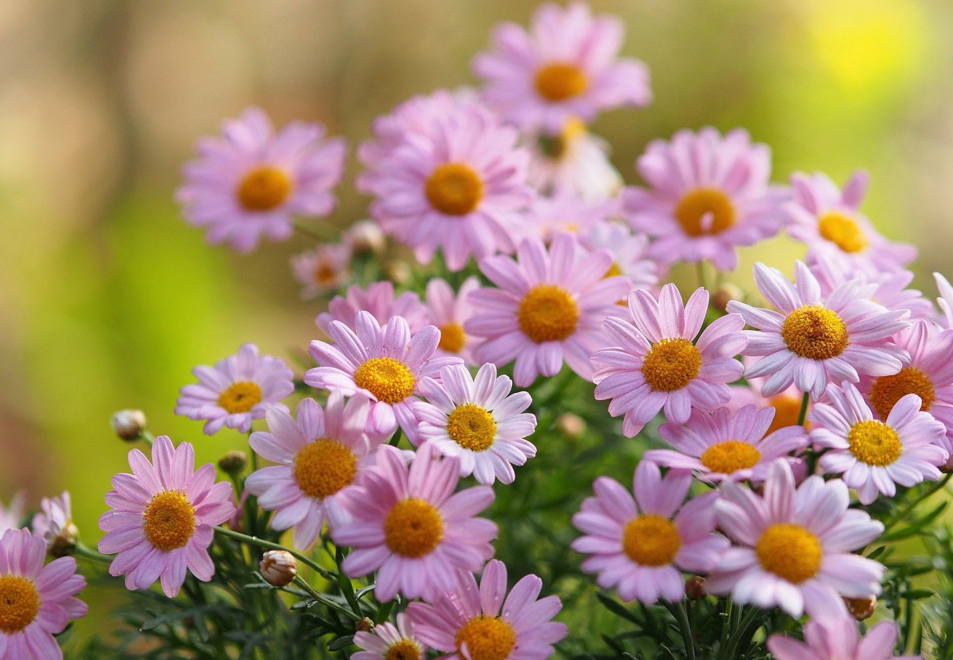 chamomile pink petals blur