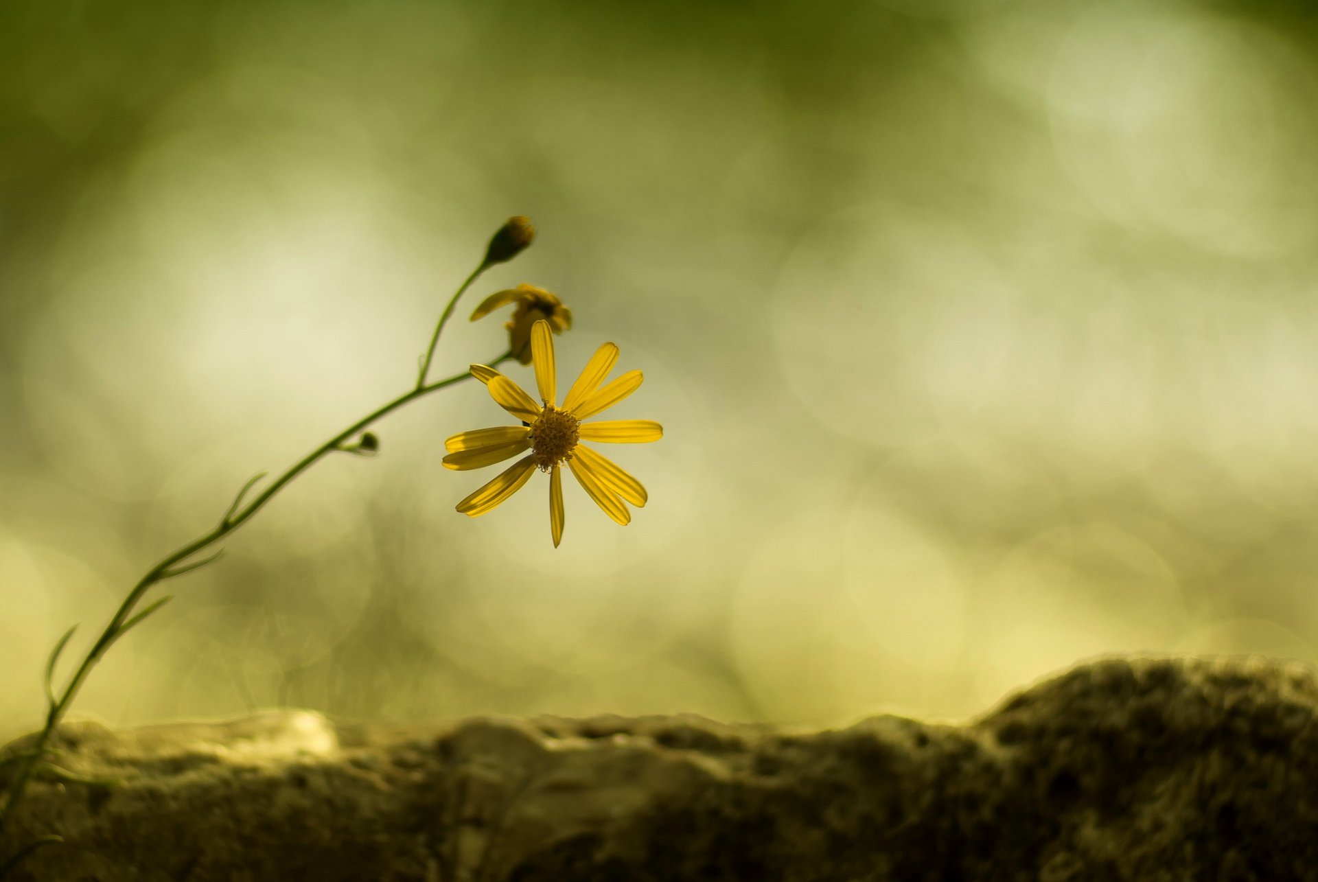 branch flower yellow daisy