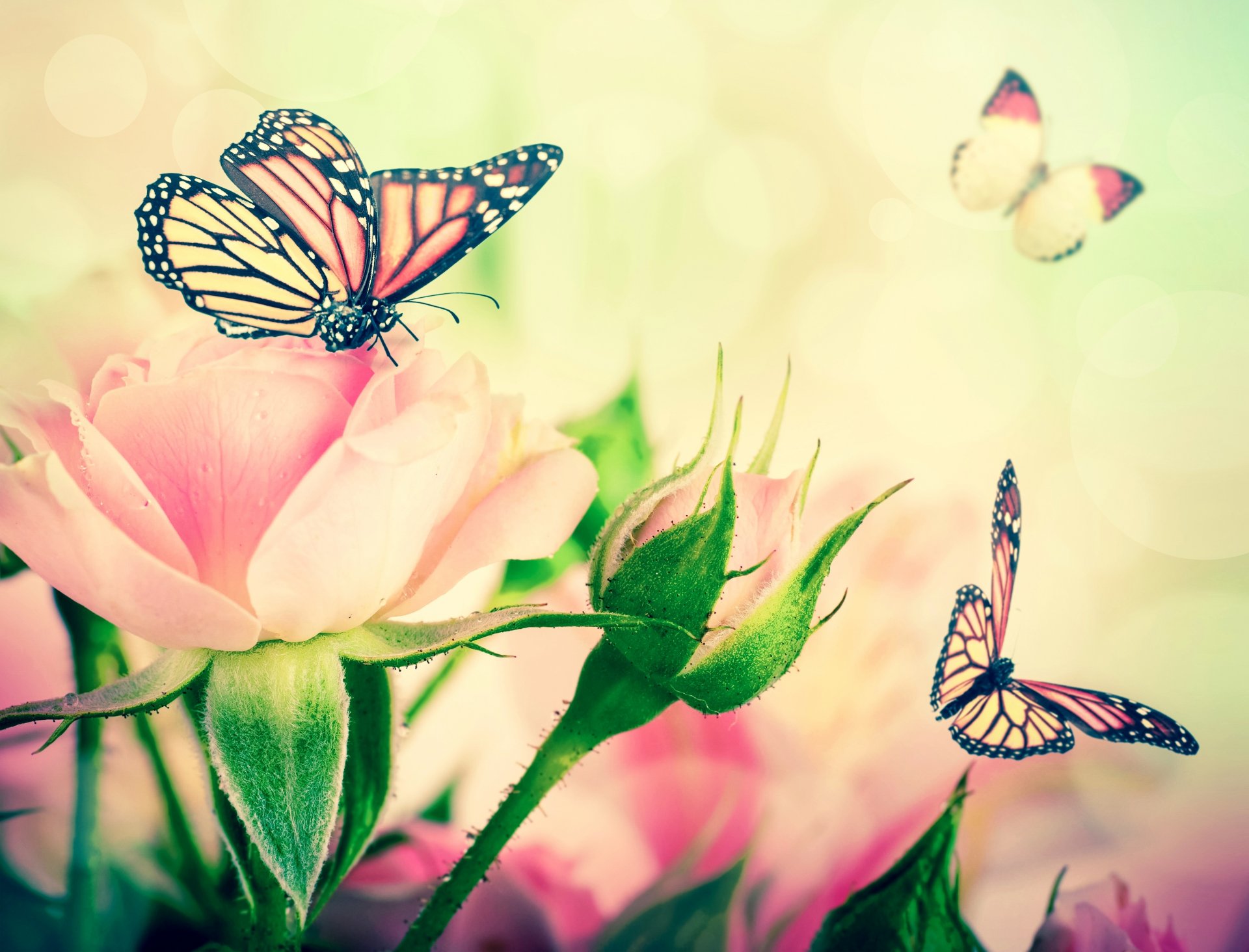 fleurs roses bourgeons feuilles papillons