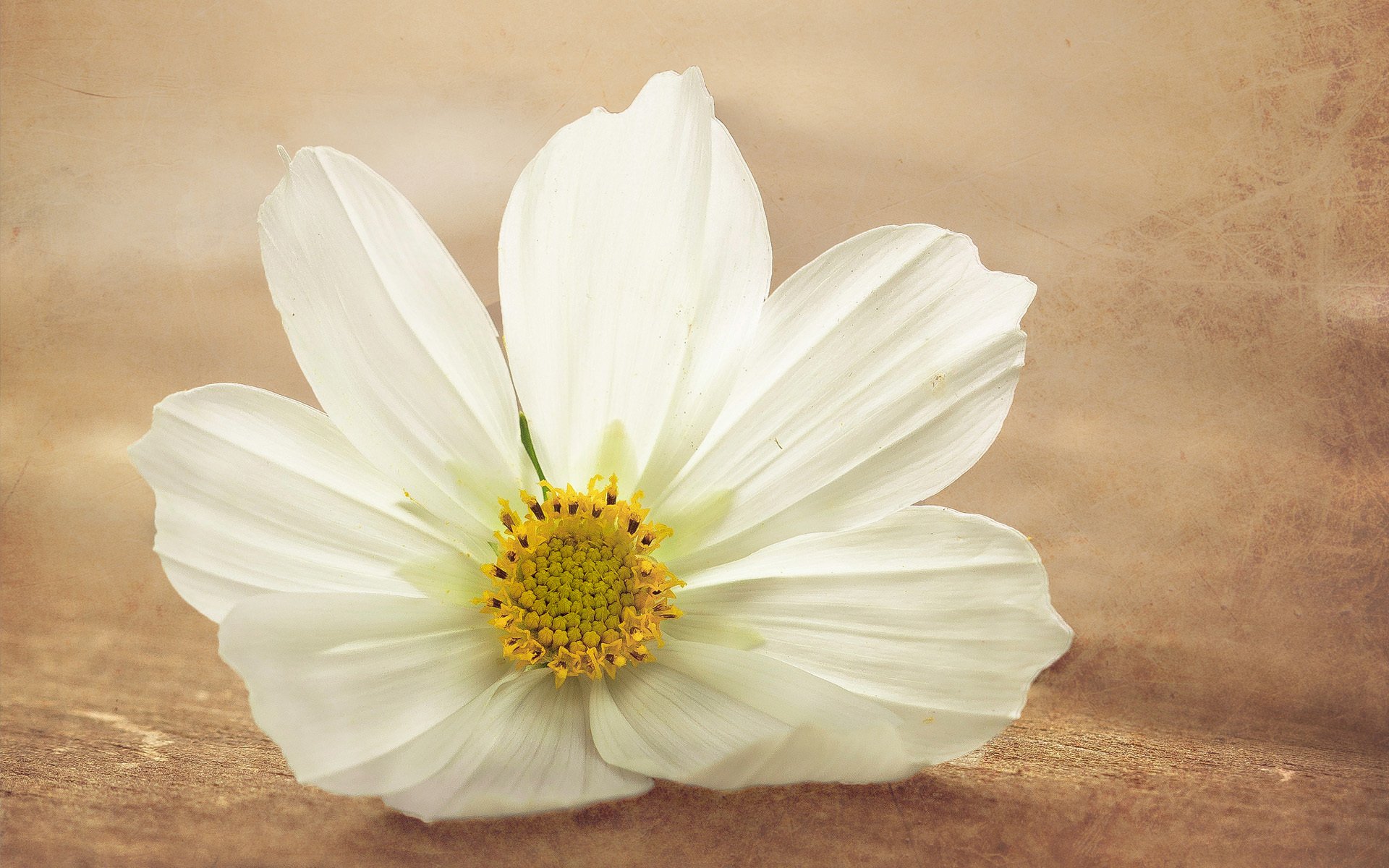 flower kosmeya white close up processing surface