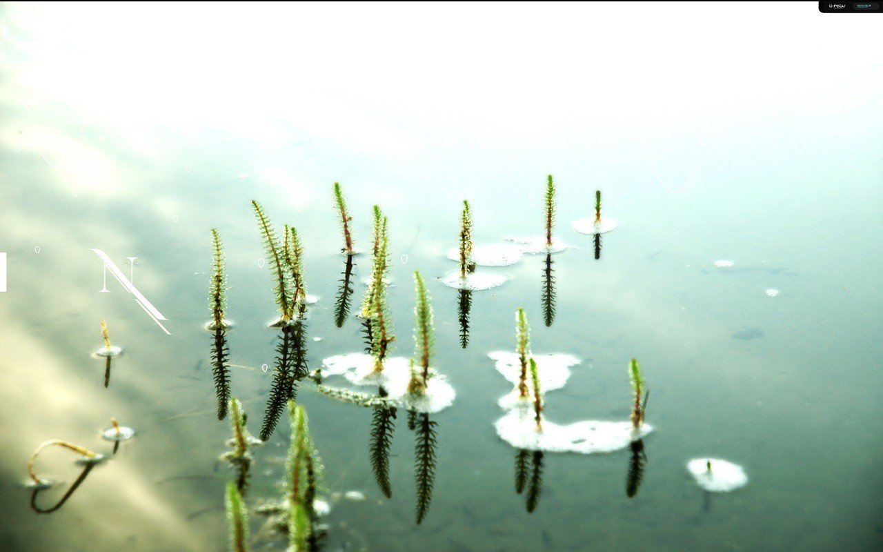 mood loneliness water pond lilie