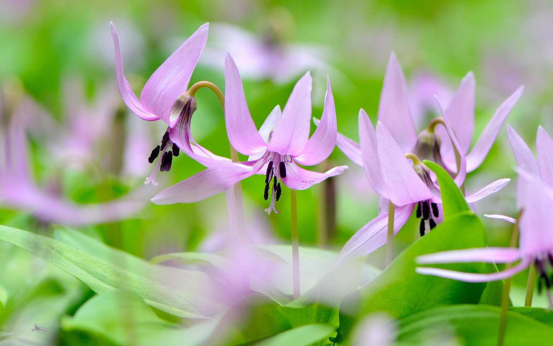 foglie fiori rosa-lilla primavera