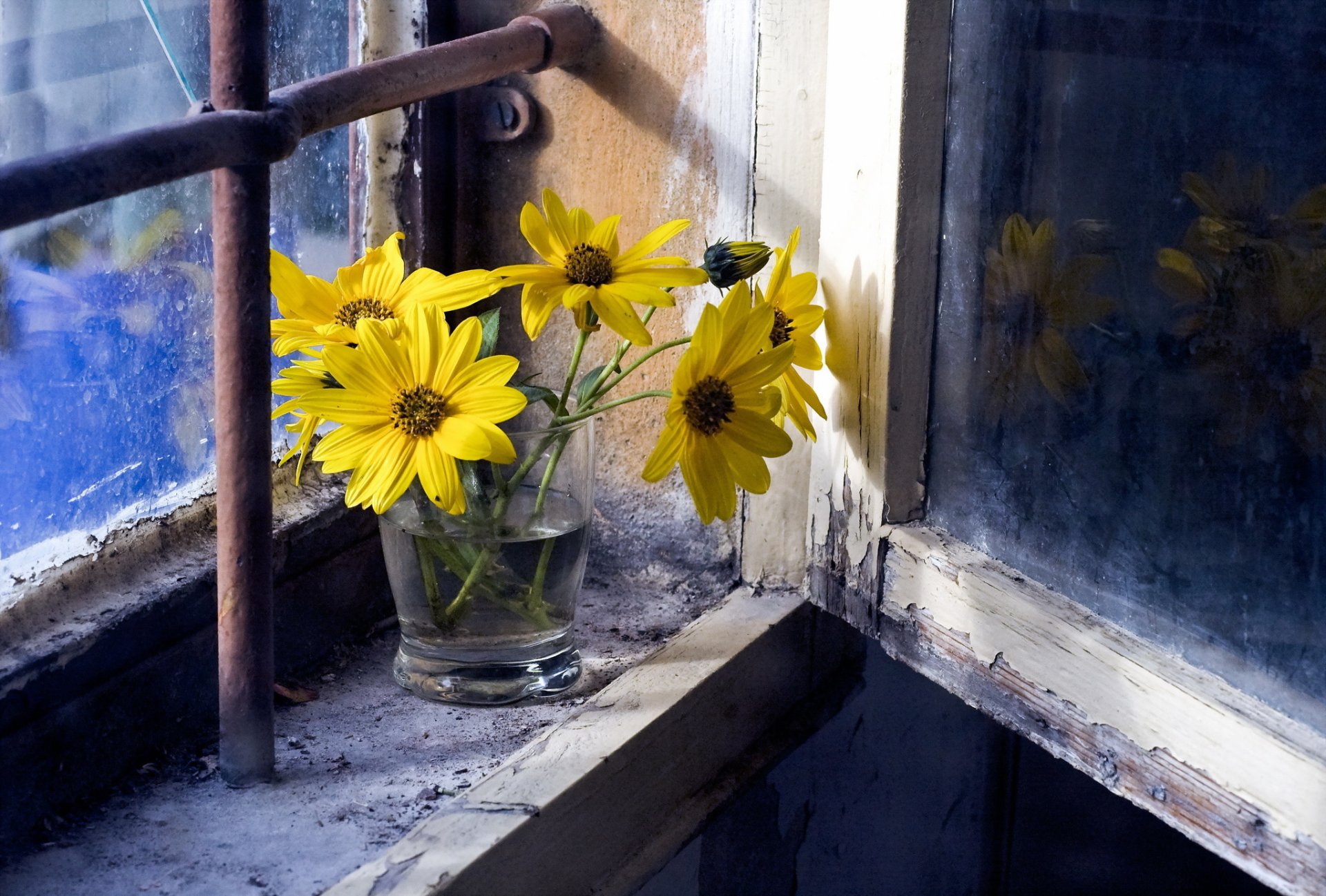 blumen fenster hintergrund