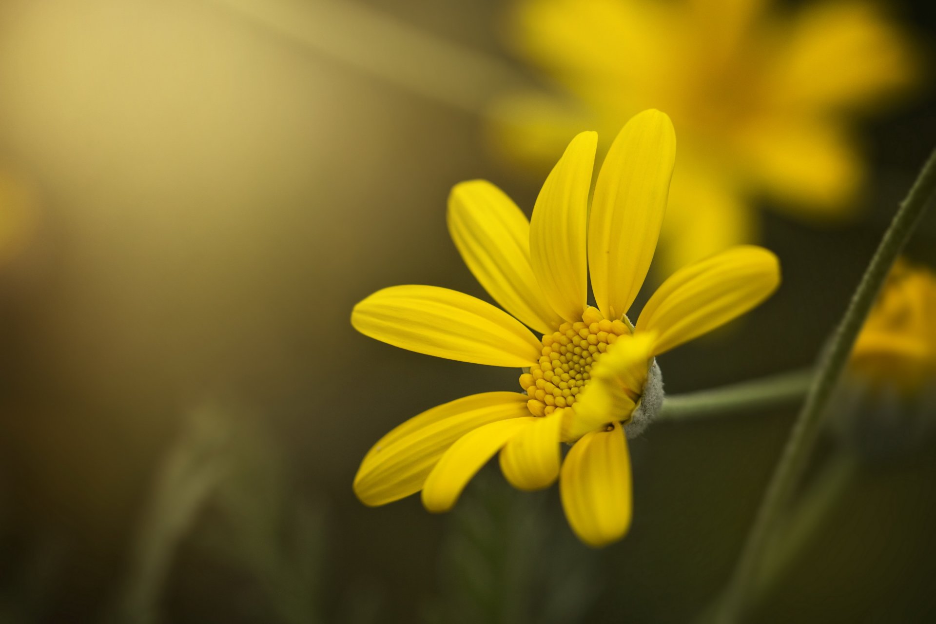 fiore giallo petali bokeh macro