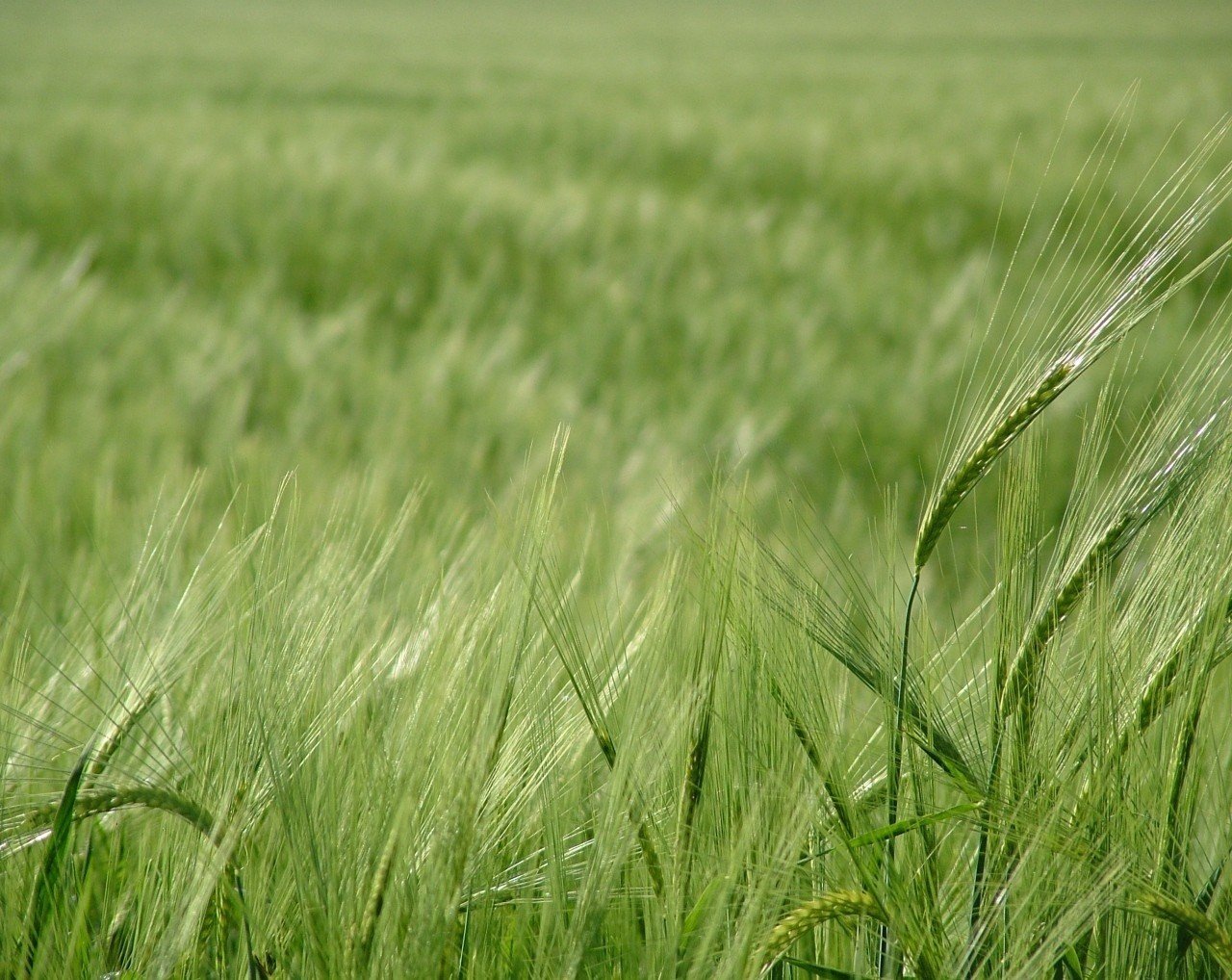 champ blé verdure