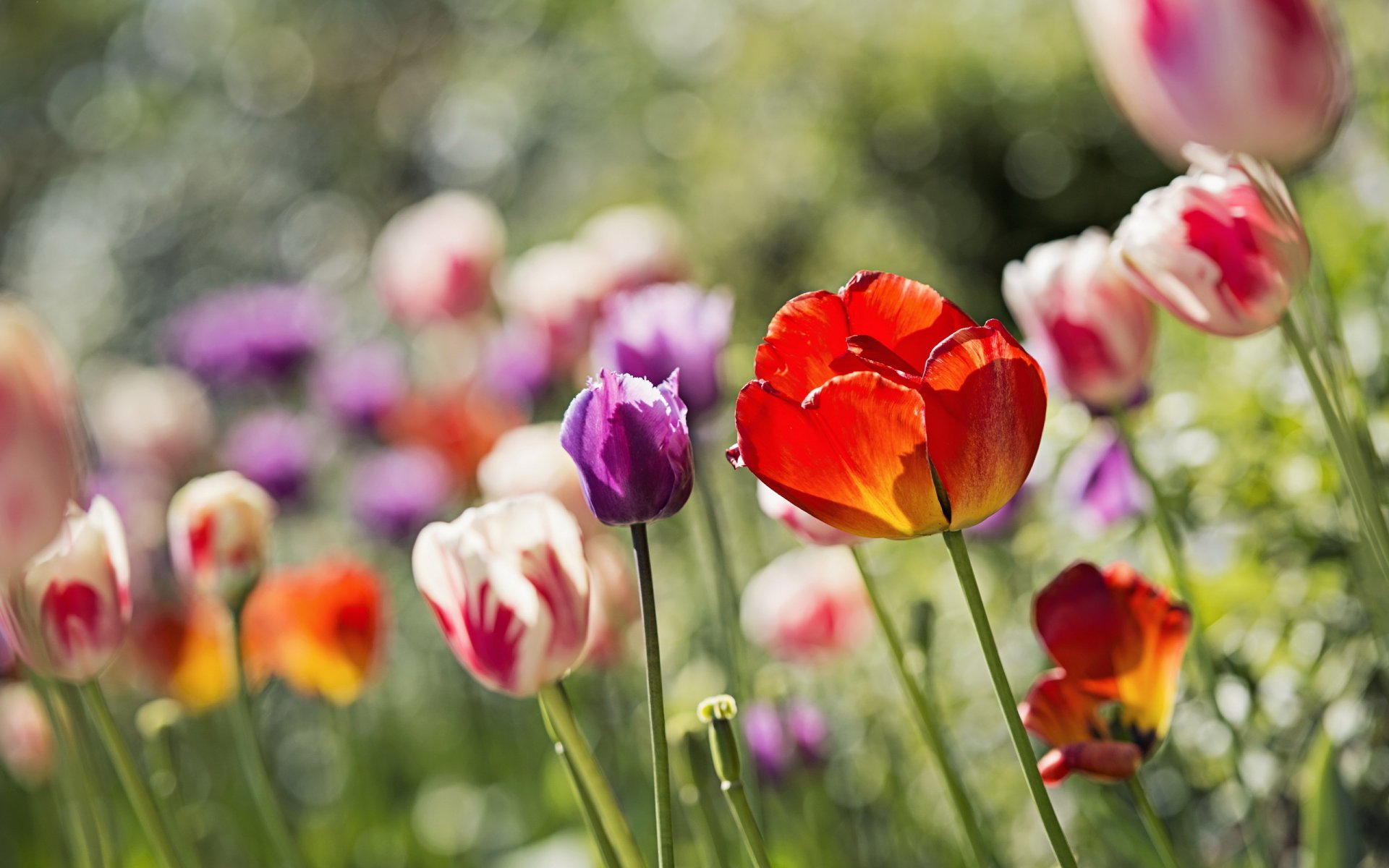 bed flower tulips reflection