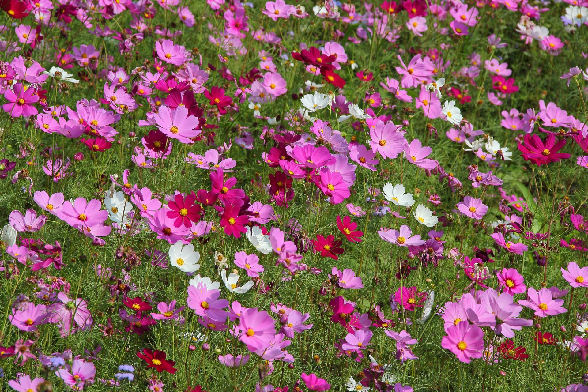 cosmea campo prado planta pétalos naturaleza