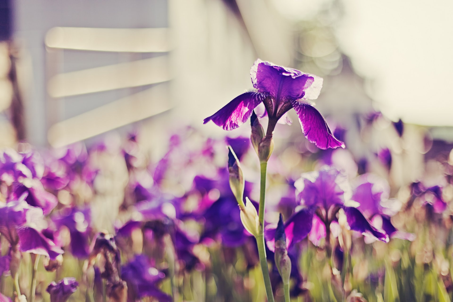 violet iris lumineux