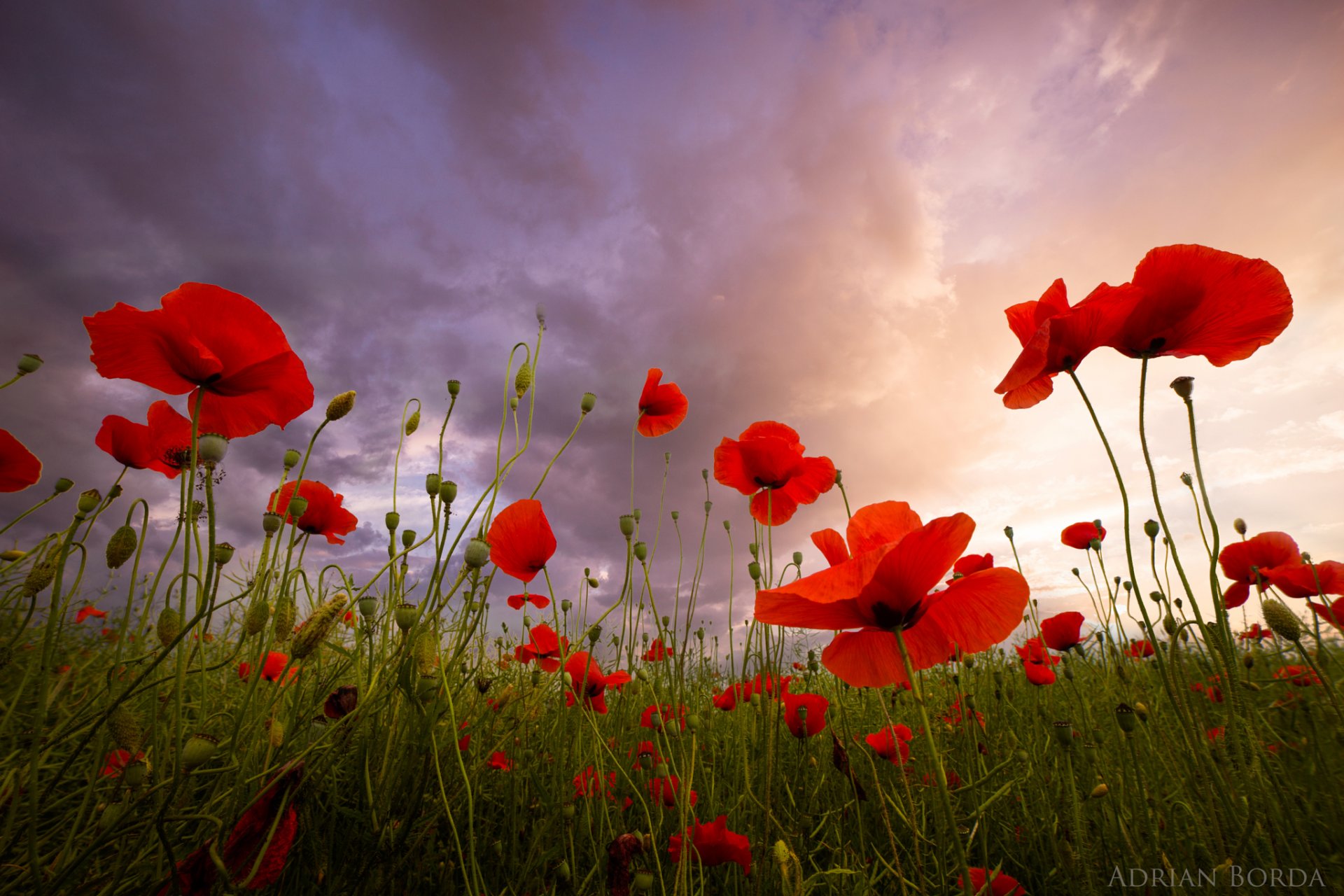 ummer flower poppy red poppie