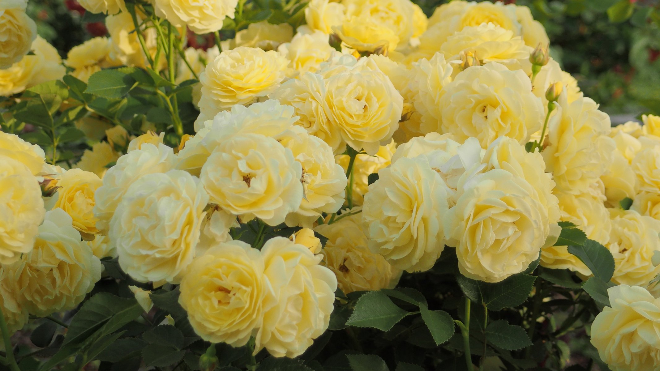 roses beaucoup jaune fleurs photo