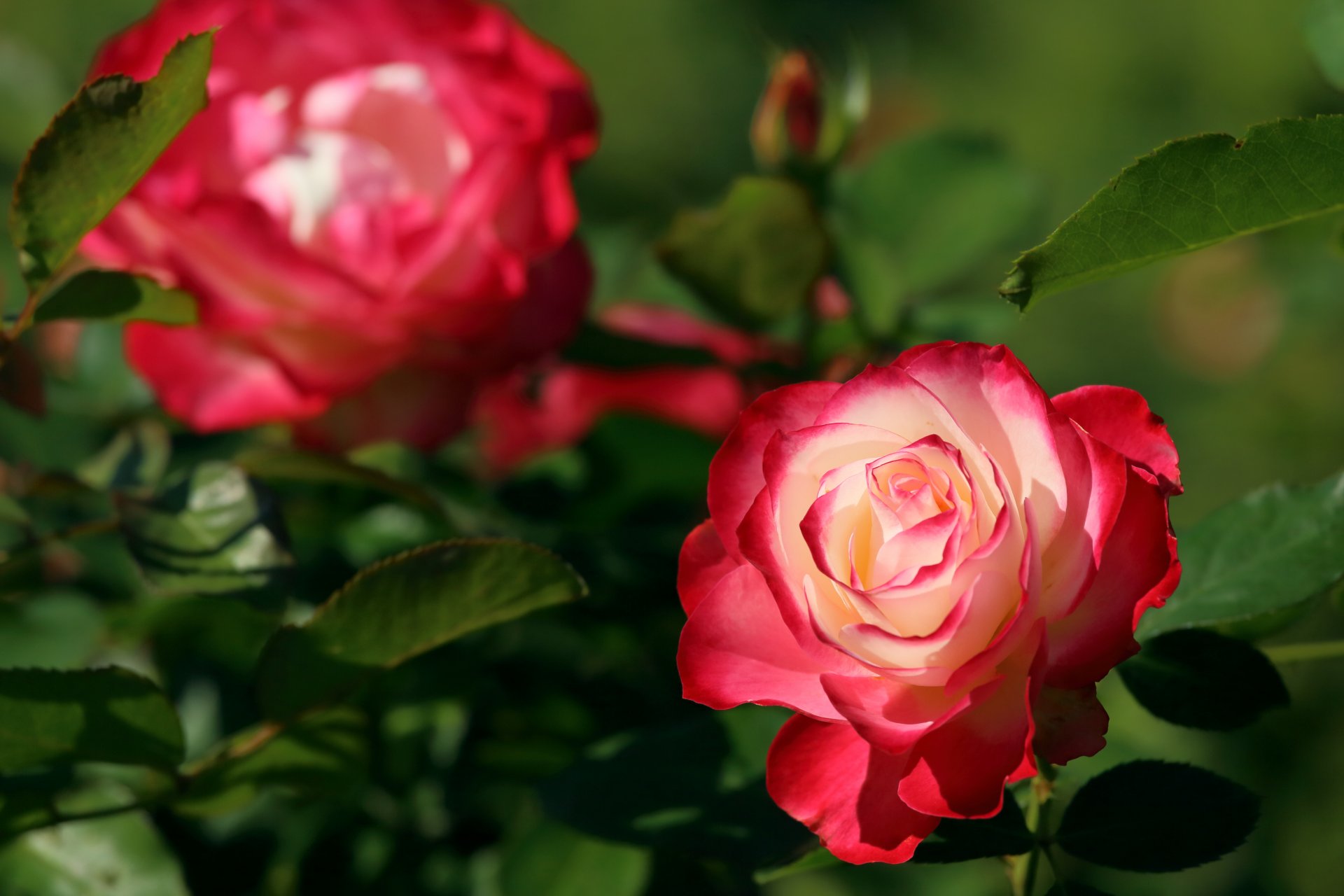 rosa bocciolo bokeh