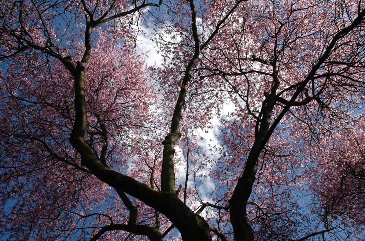 bäume himmel blumen lila