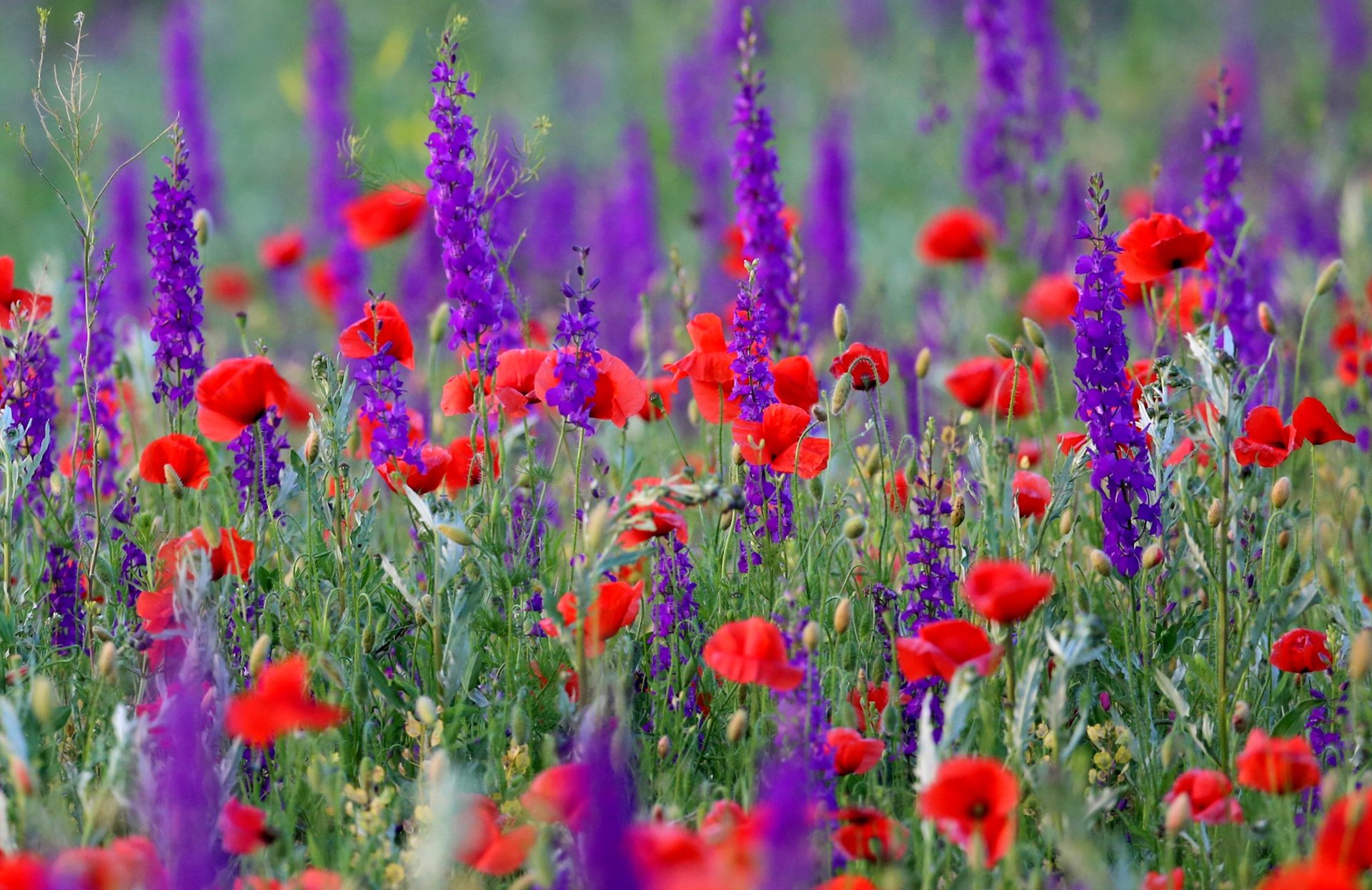 papaveri prato campo natura