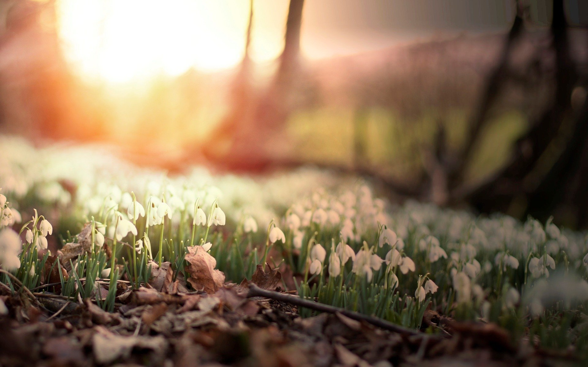 flowers flower flowers bells leaves leaves trees sun day morning