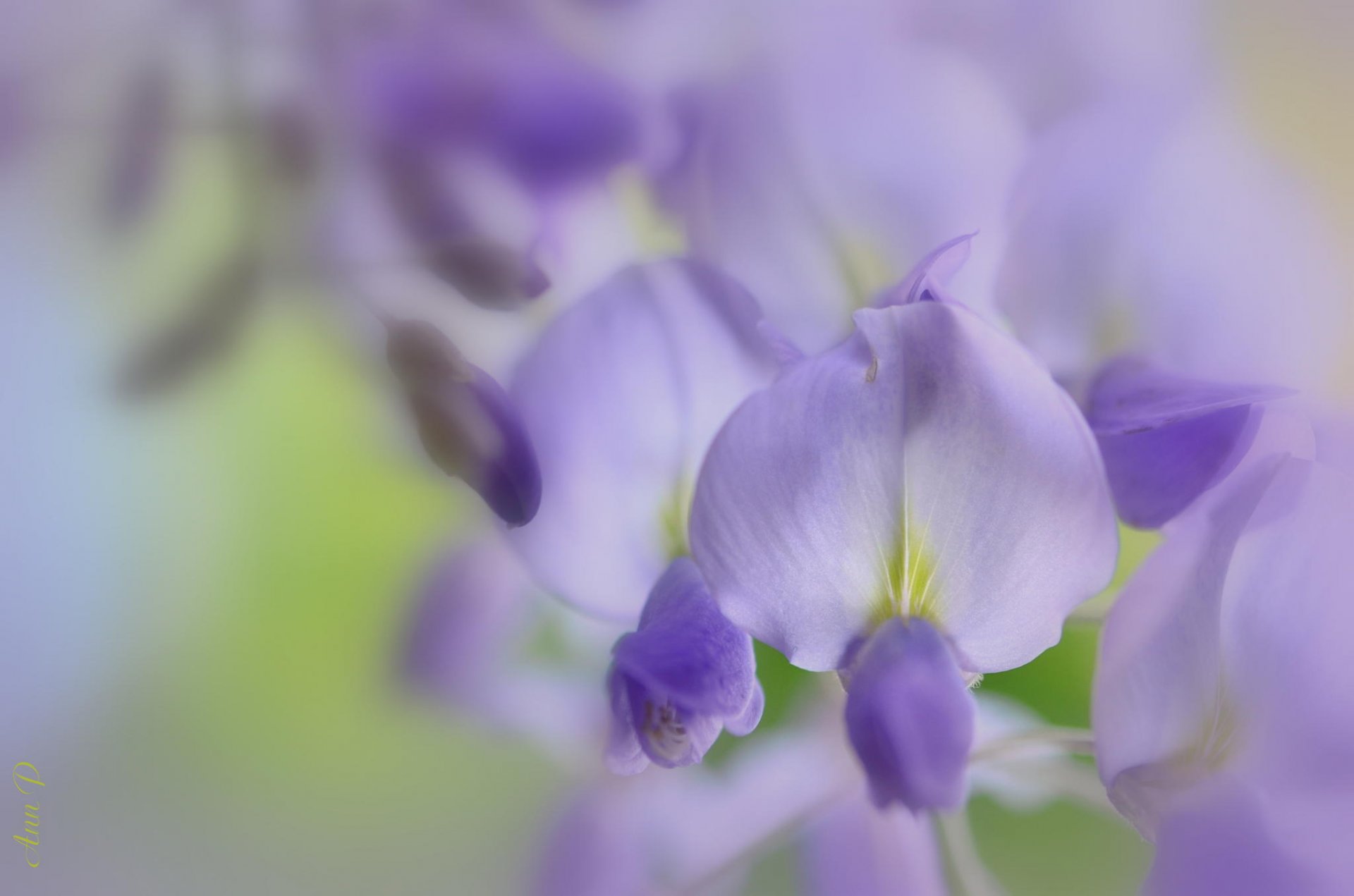 fleurs gros plan lilas glycine