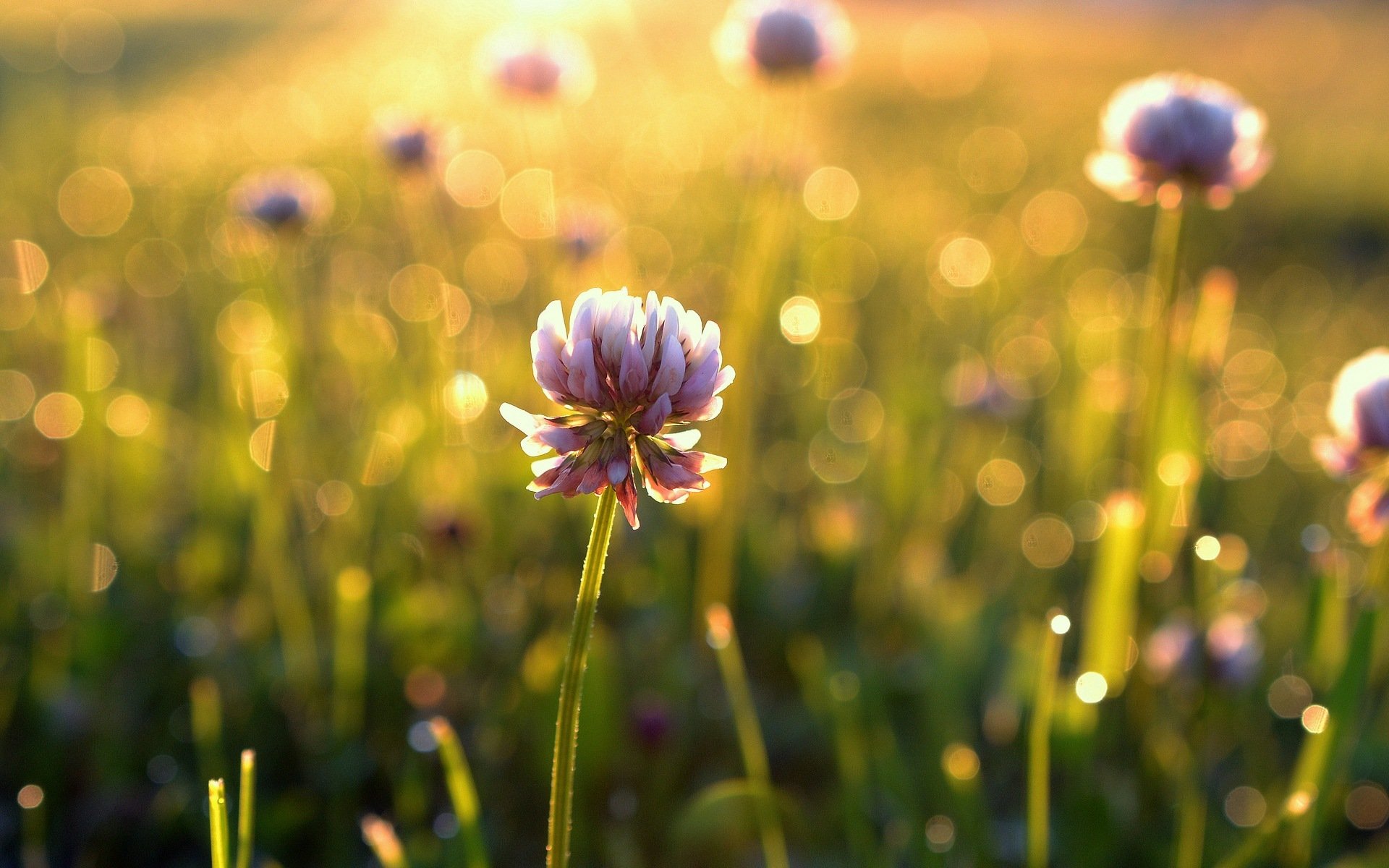 flowers flower flower grass greenery leaves summer sun morning day field meadow beauty blur bokeh summer green background wallpaper widescreen fullscreen widescreen