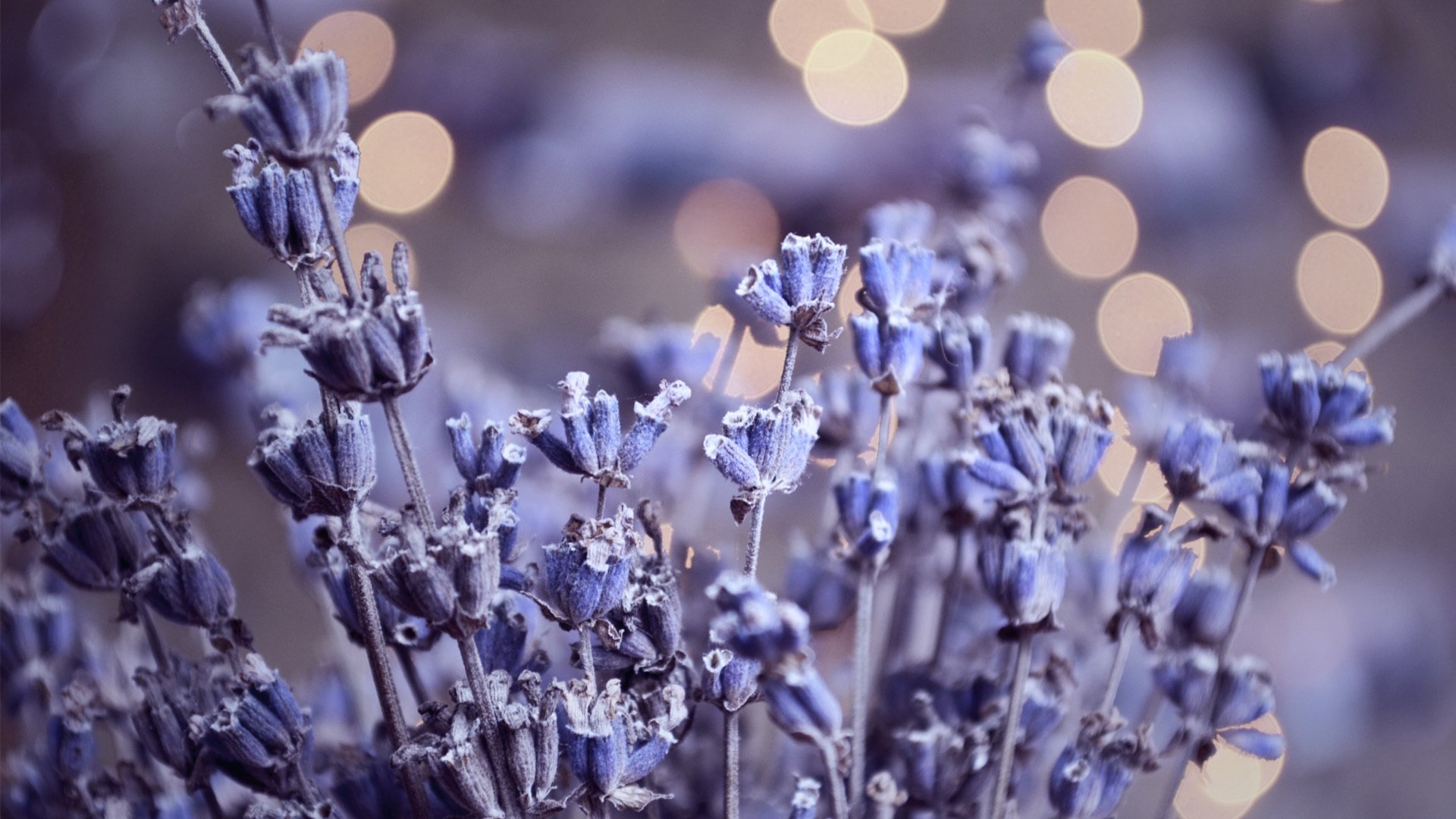 lavanda reflejos herbario