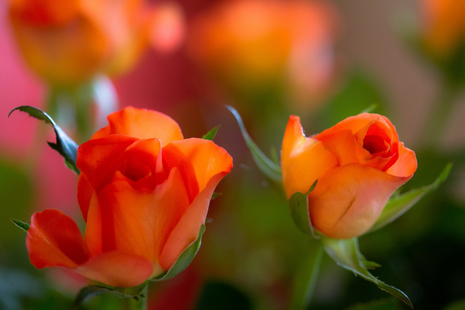 rose bud petals the pair close up