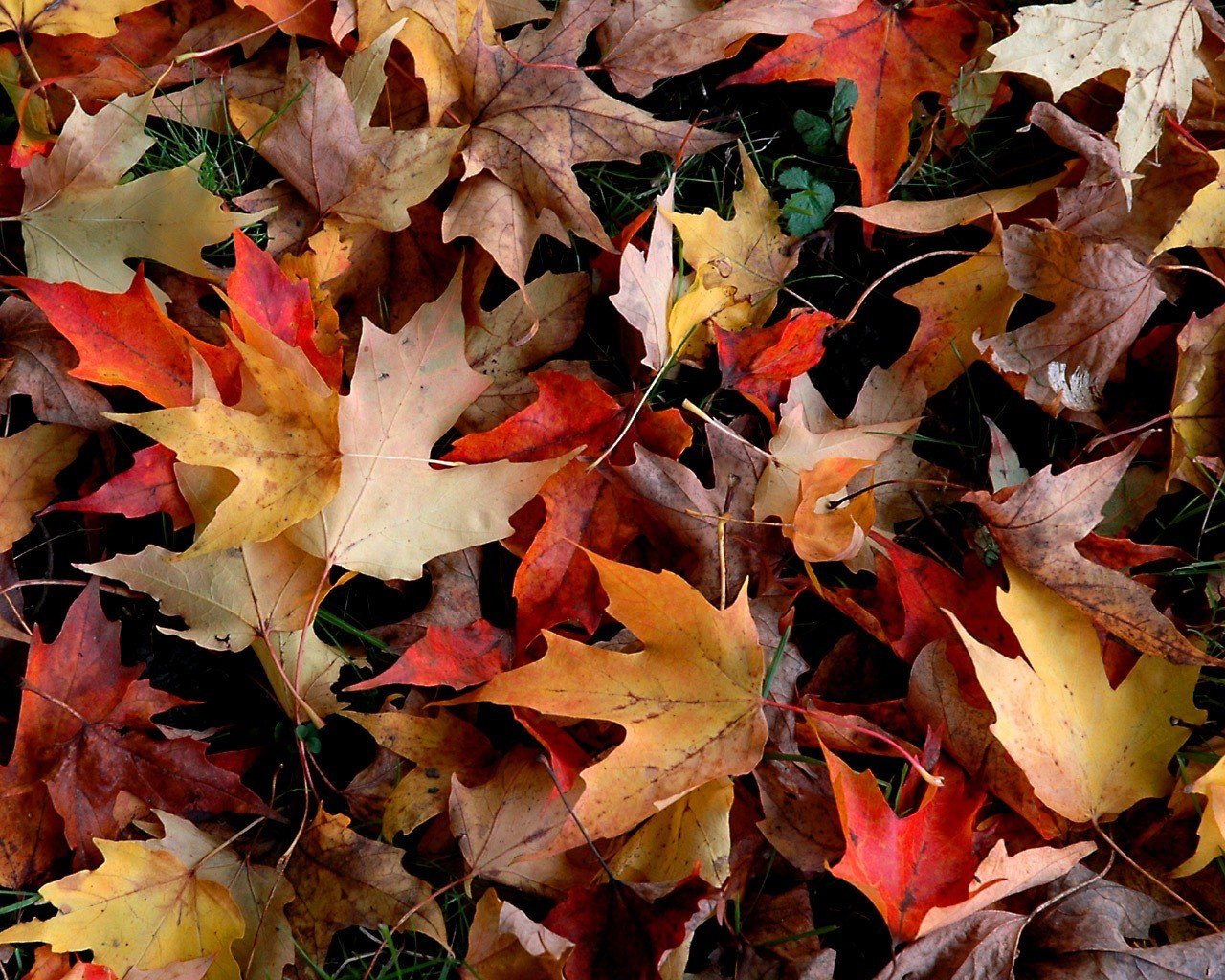 autumn leaves foliage red yellow fallen