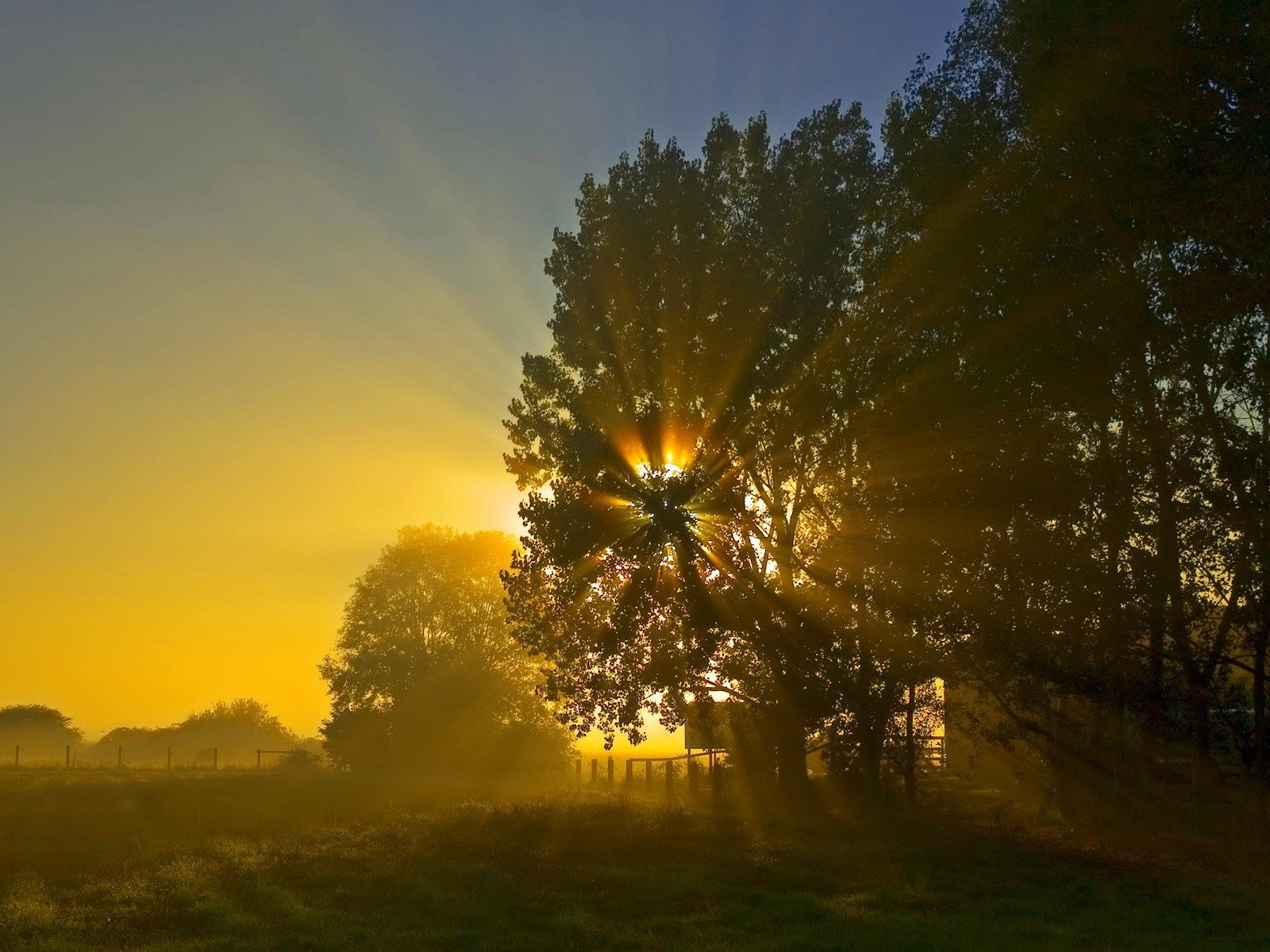 nuit soleil lever du soleil arbre