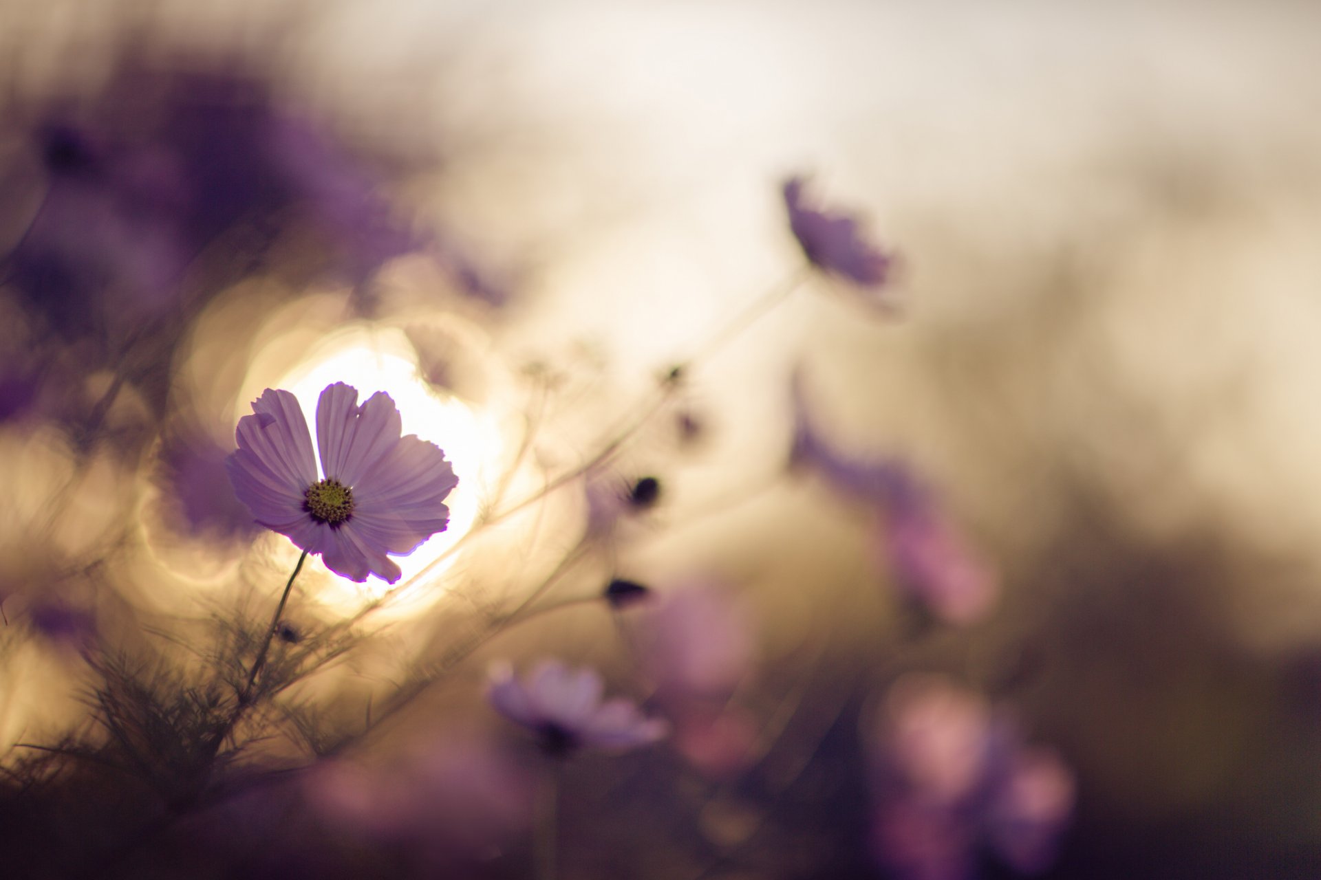 flores naturaleza luz