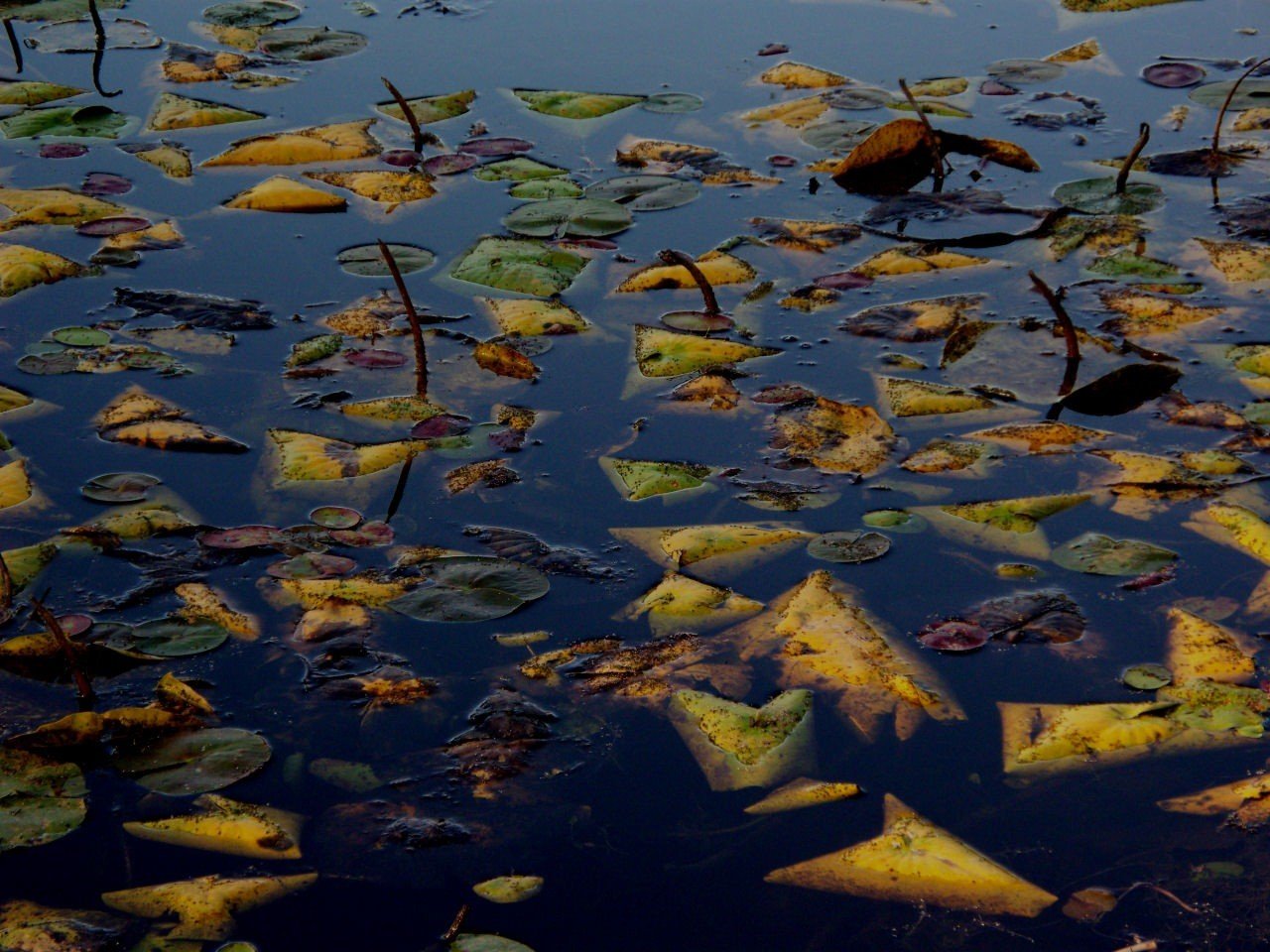 autumn leaves water lake surface of drowned