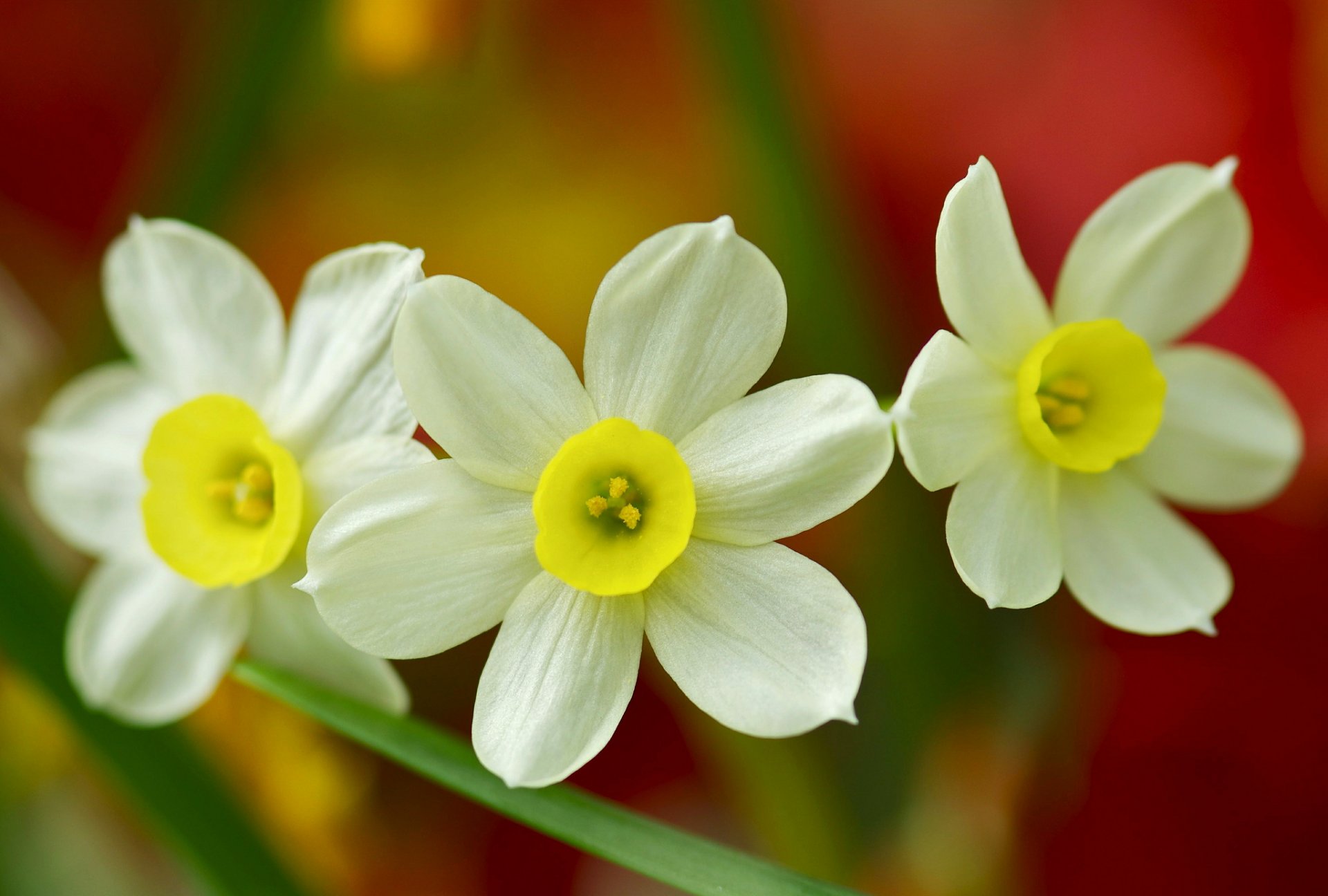 daffodils trio close up