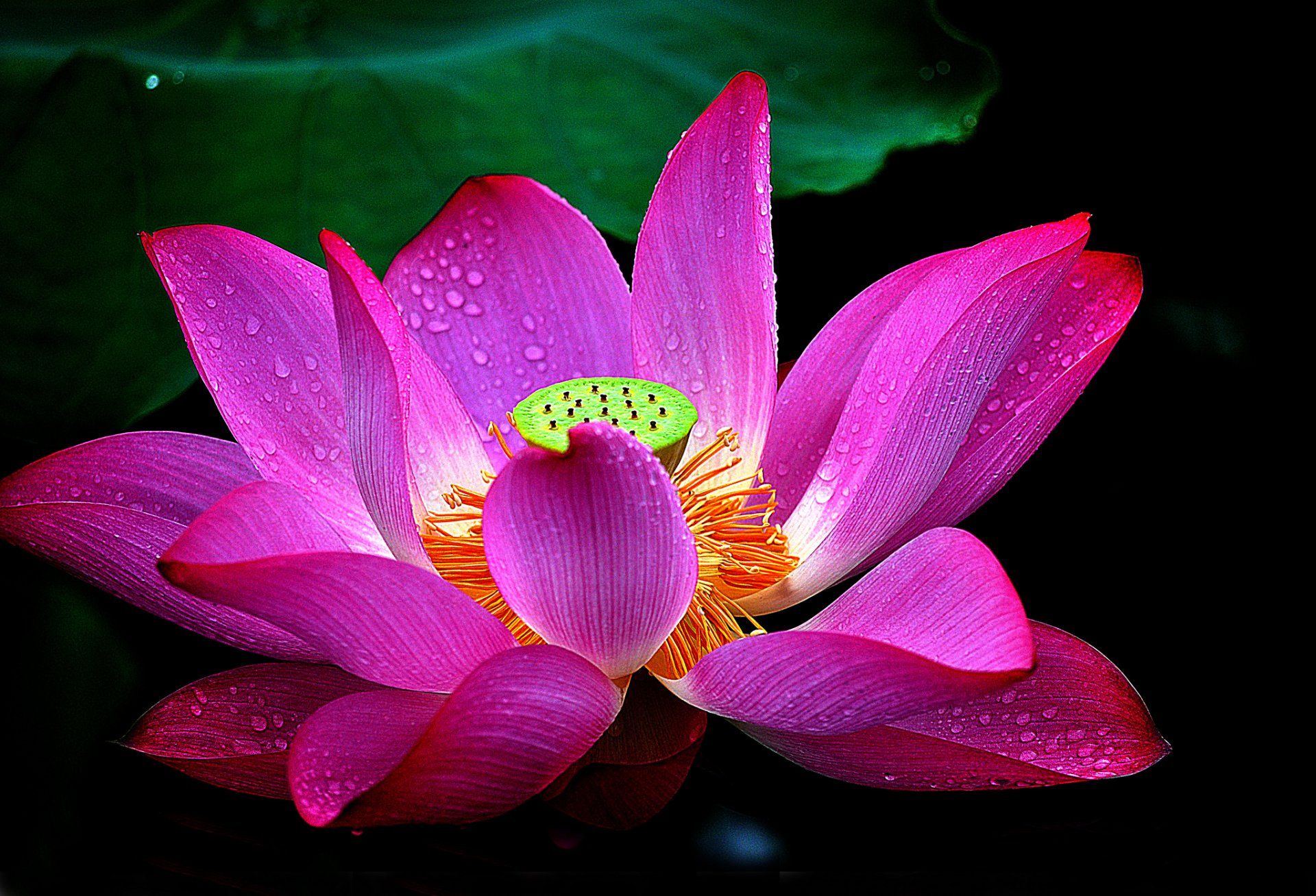 lotus petals leaves close up drops water