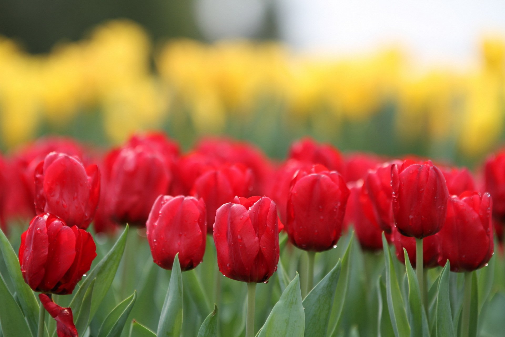 fiori tulipani natura