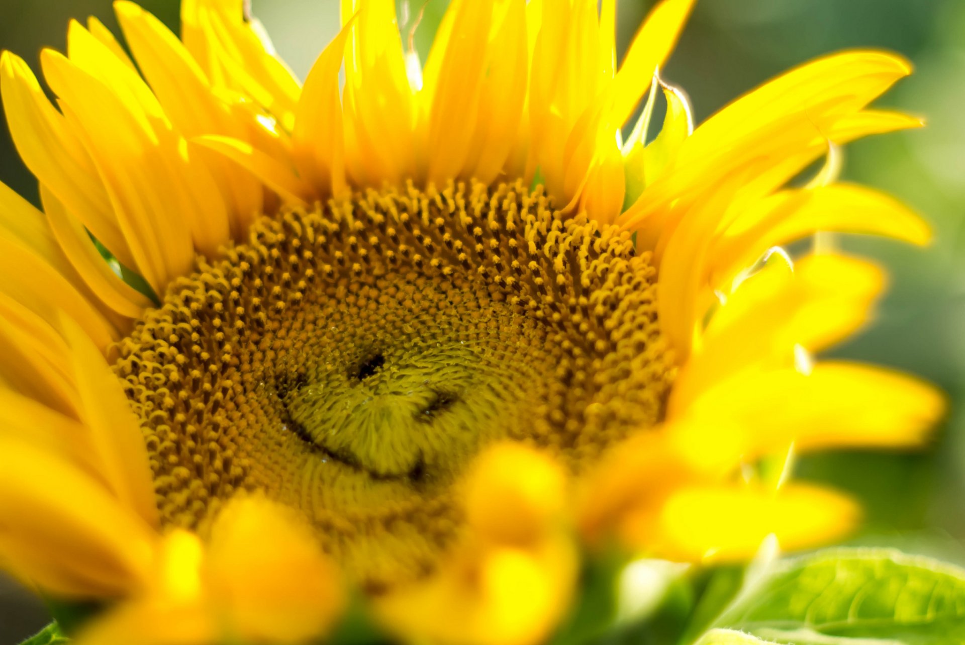 sonnenblume blütenblätter licht lächeln