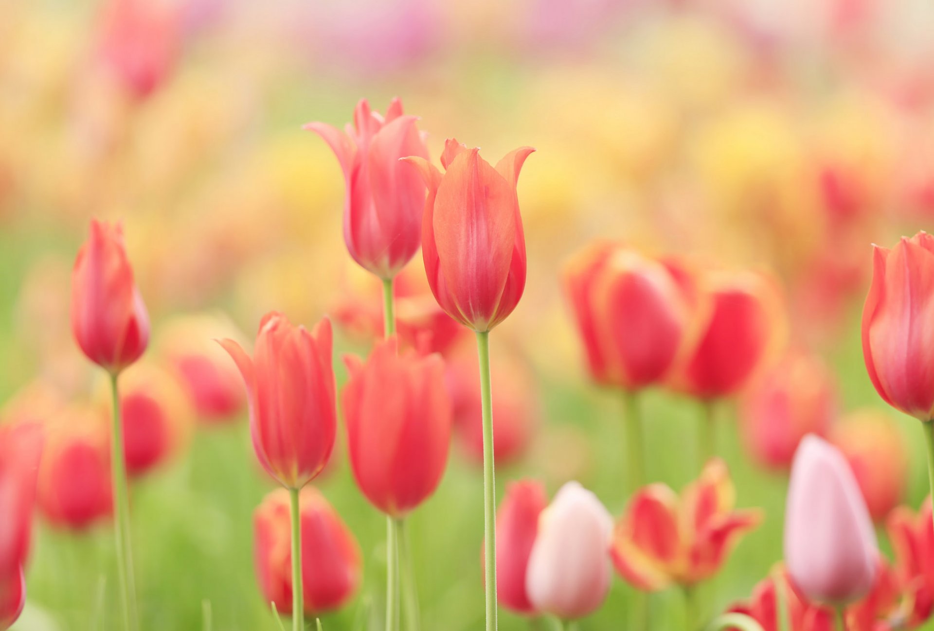 tulipany pole łąka płatki natura