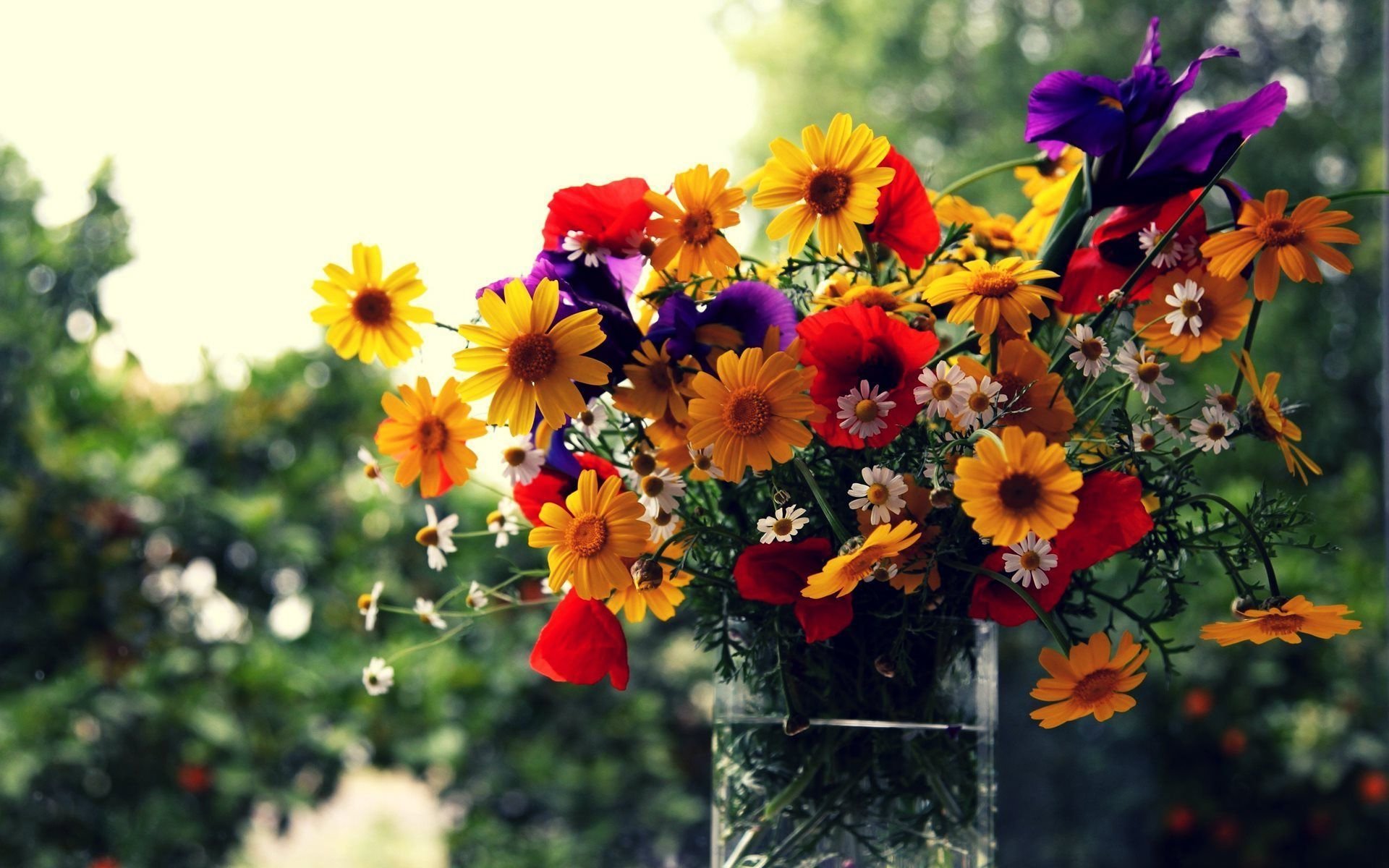 window vase flower bouquet bokeh