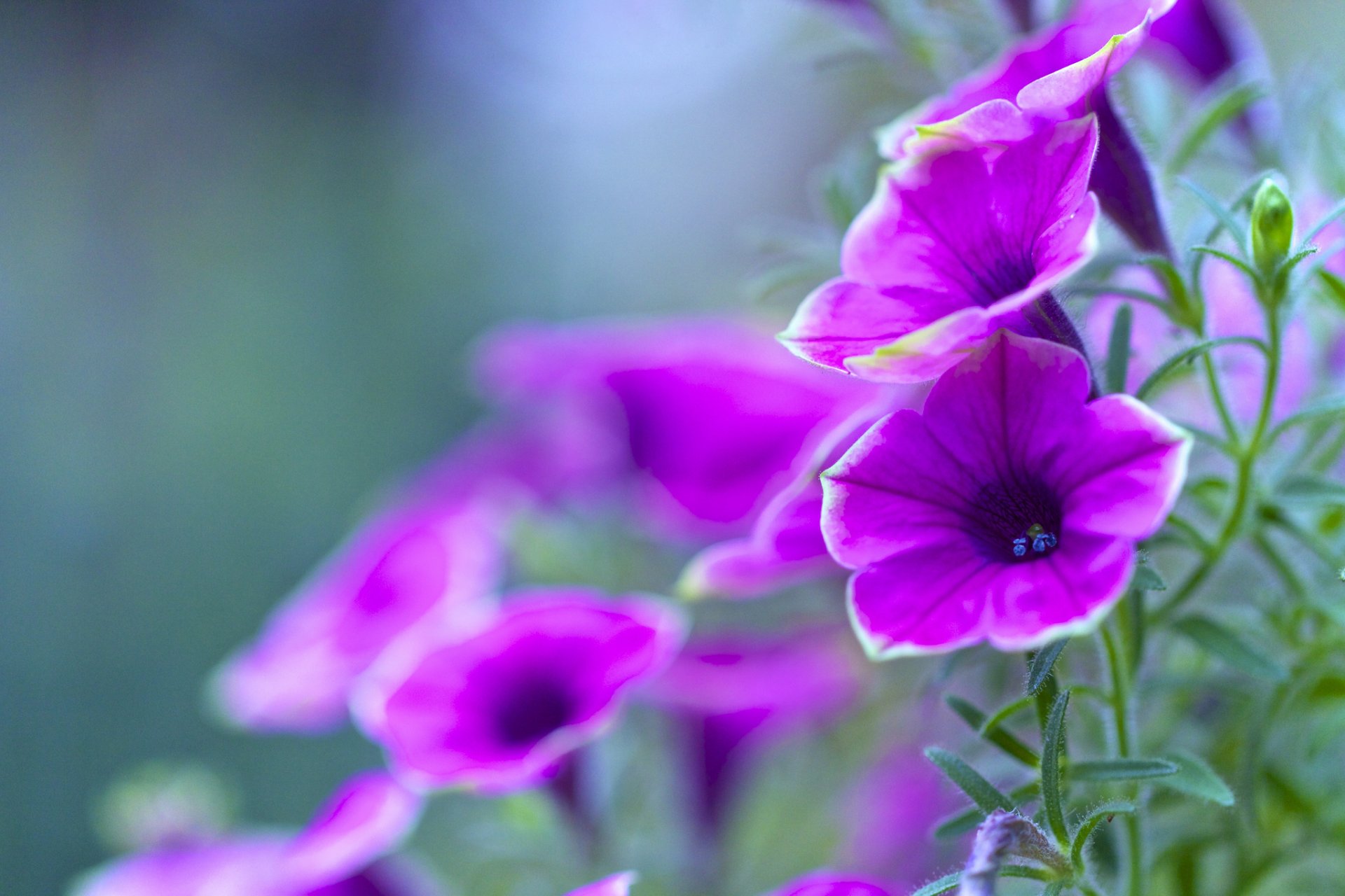 petunie blütenblätter blätter garten blumenbeet natur