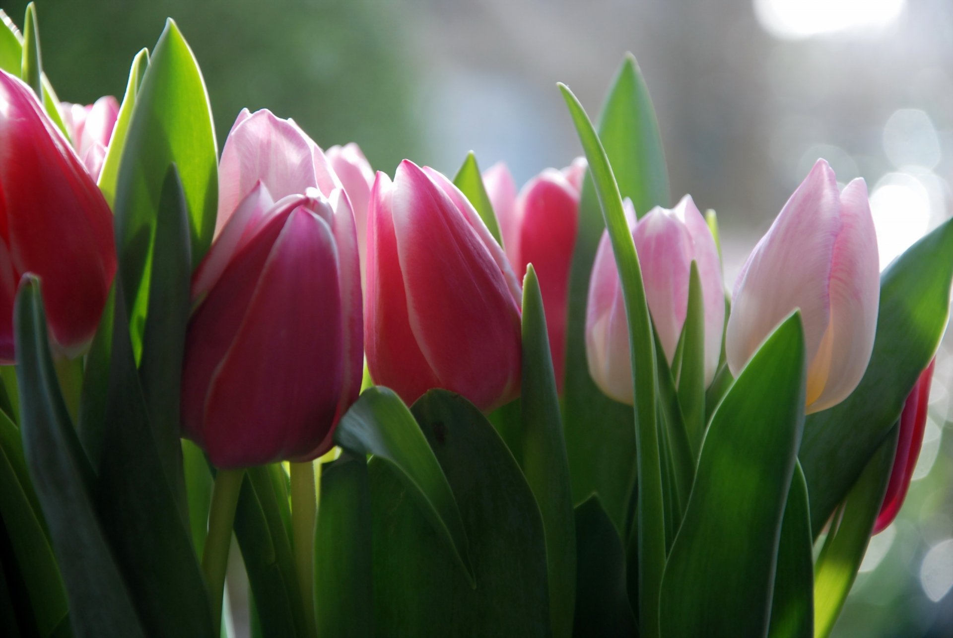 flower tulips background