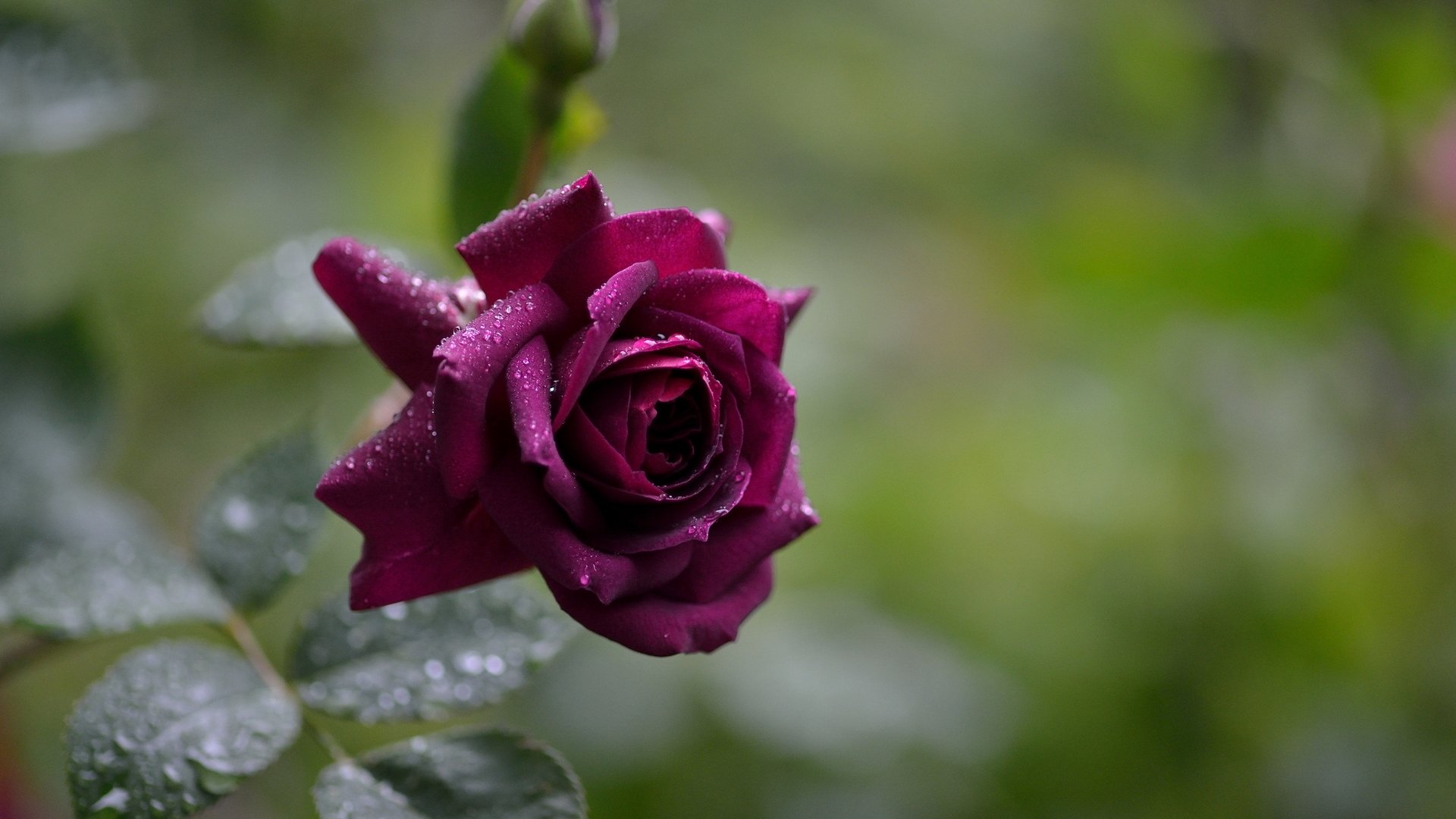 rosa gocce primo piano